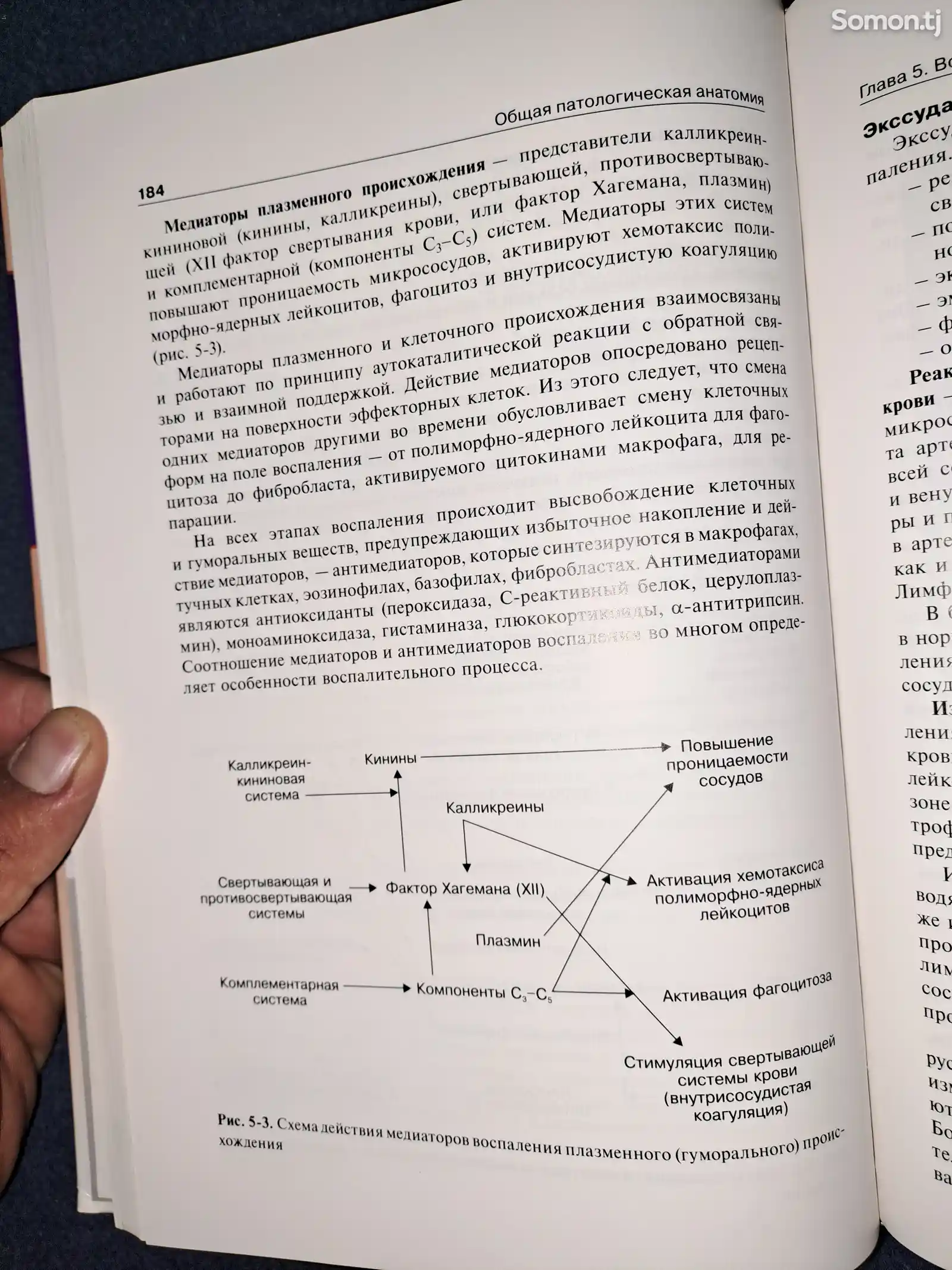 Книга патологическая анатомия А.И. Струков. В.В. Серов-4