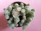 Кактус Mammillaria gracilis fragilis-3