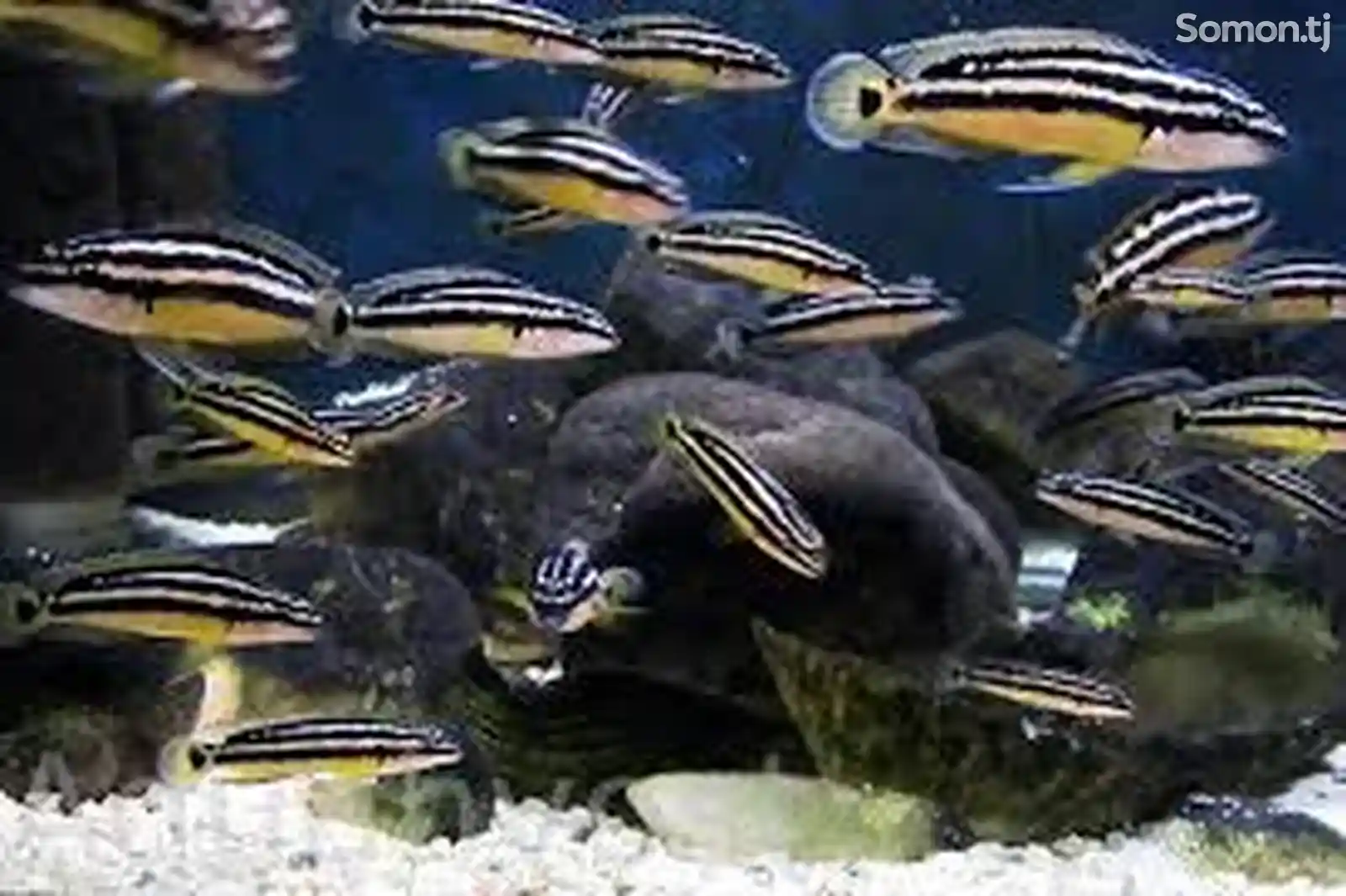 Julidochromis Оrnatus-2