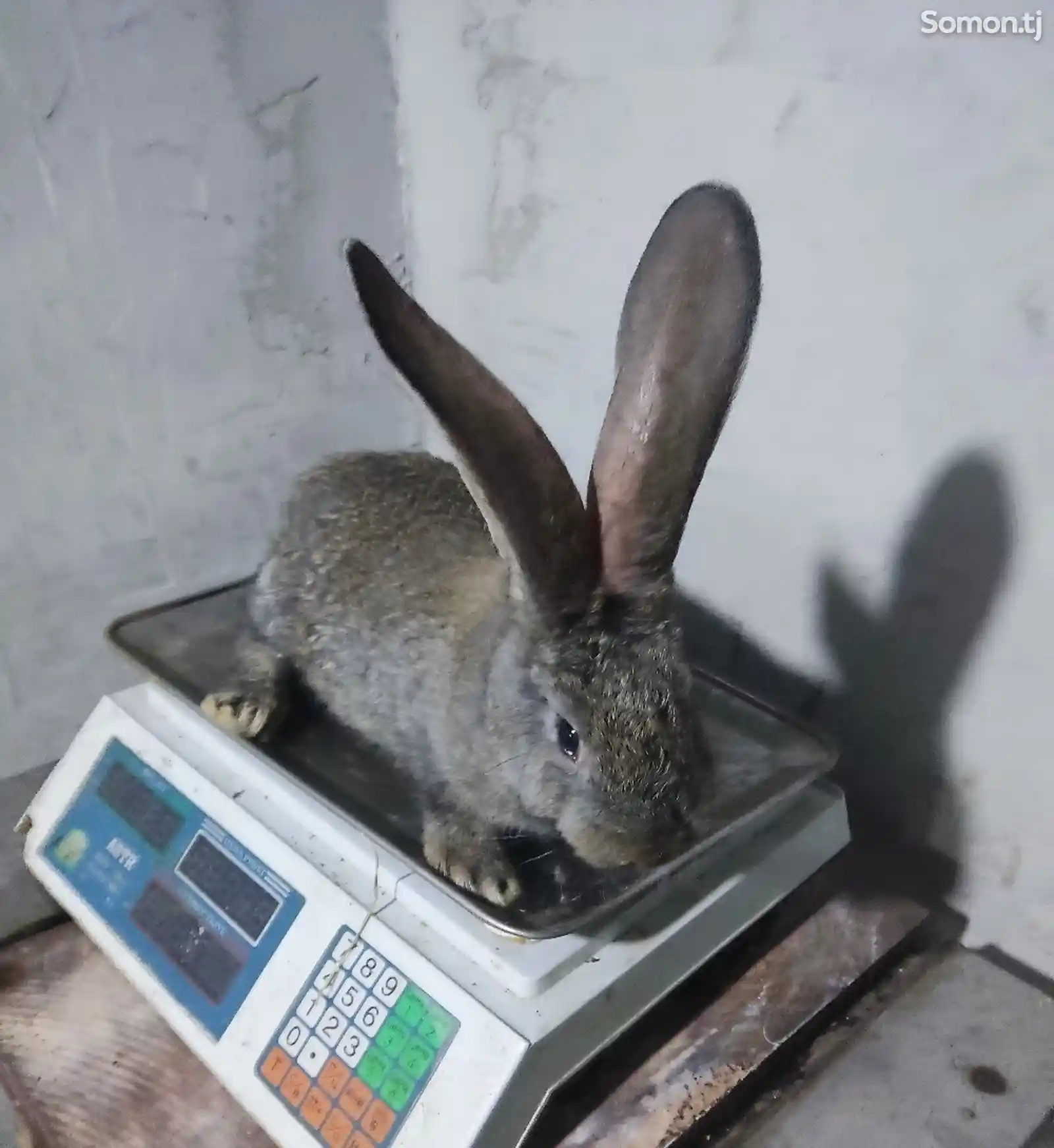 Бельгийский фландр кролик-2