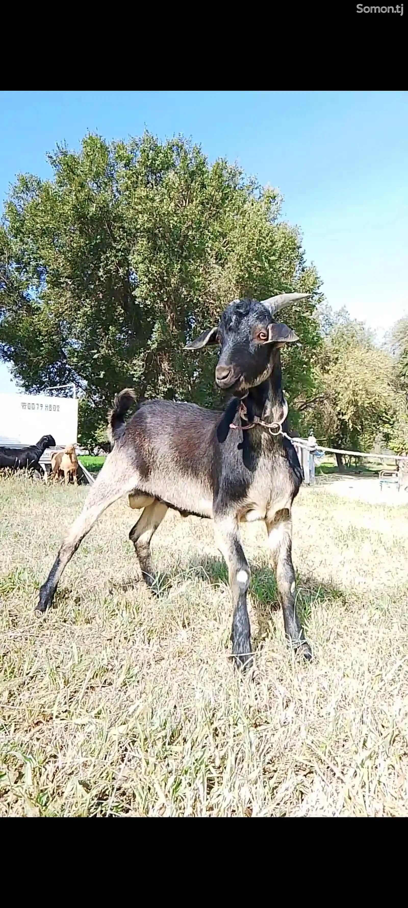 Такаи альпийский-1