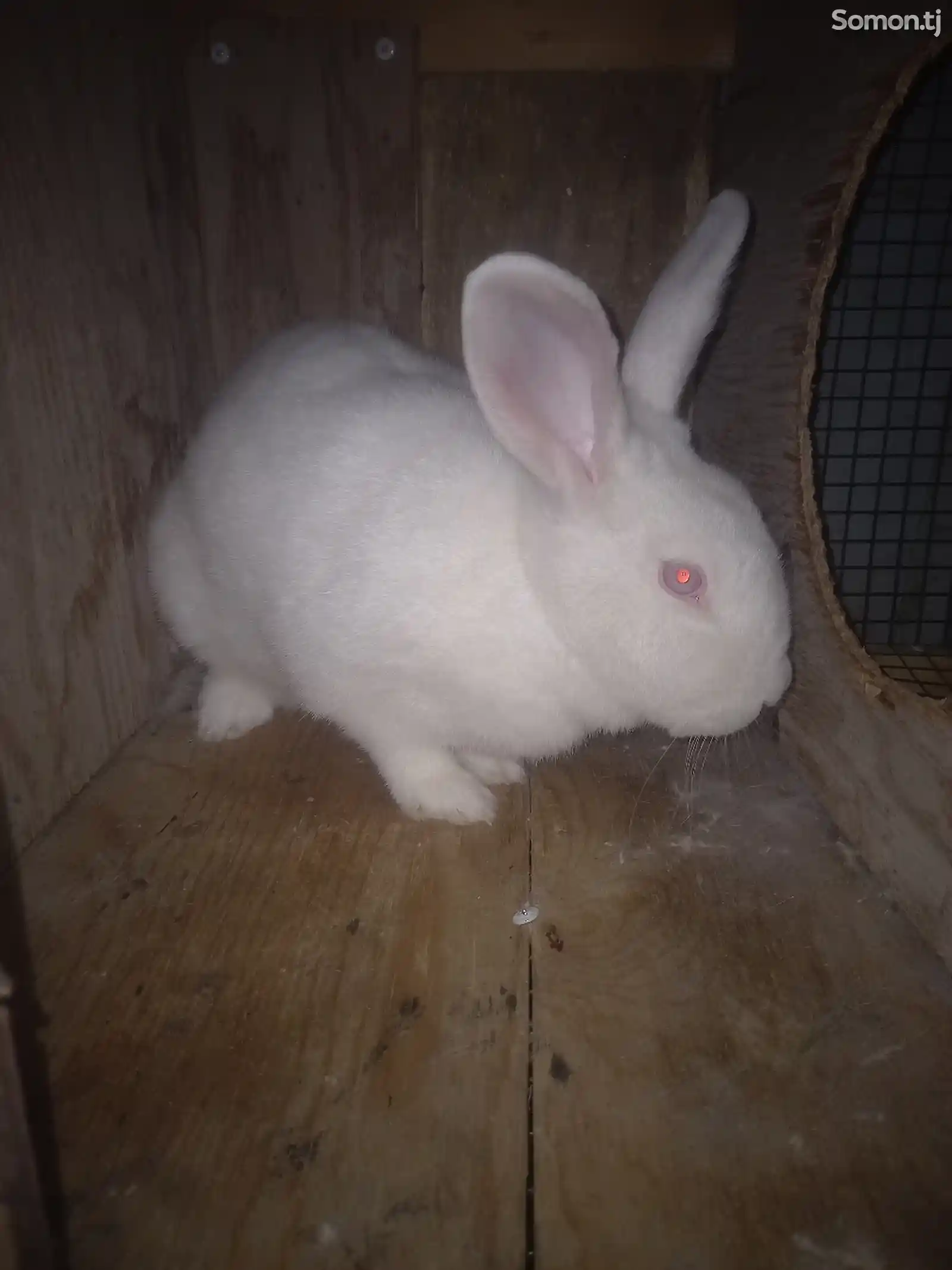 Кролик-1
