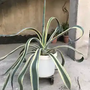 Растение Агава