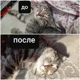 Шотландский вислоухий кот-2