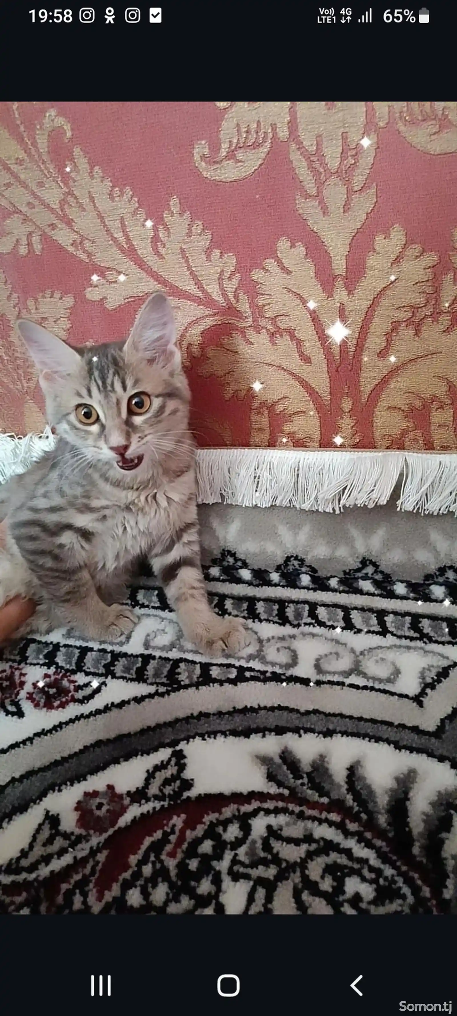 Сибирская кошка-2