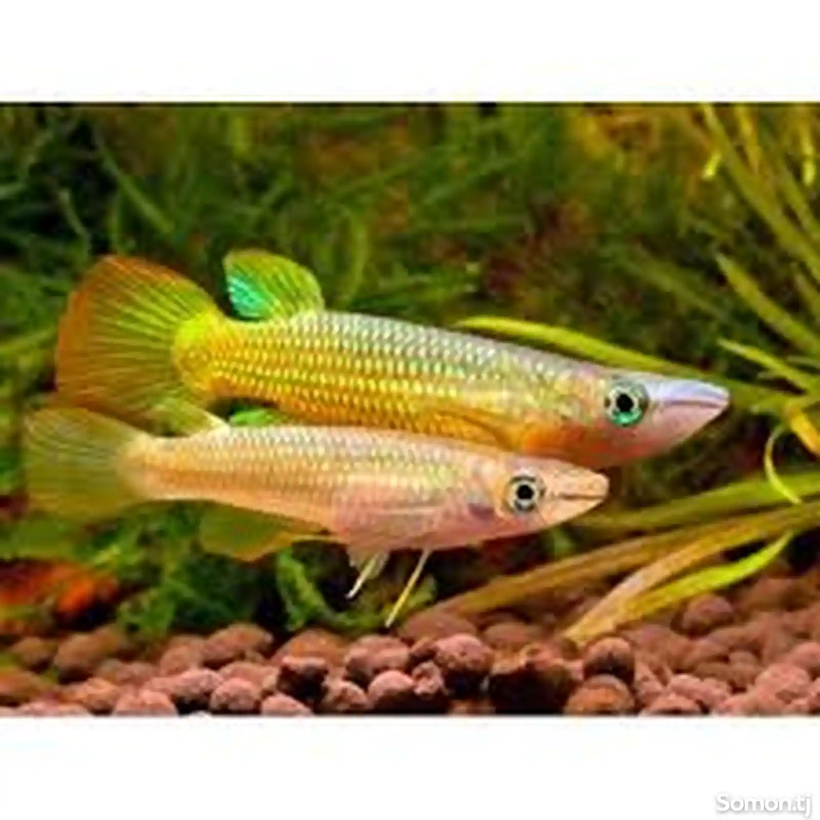 Рыба Линеатус или золотая щучка-1