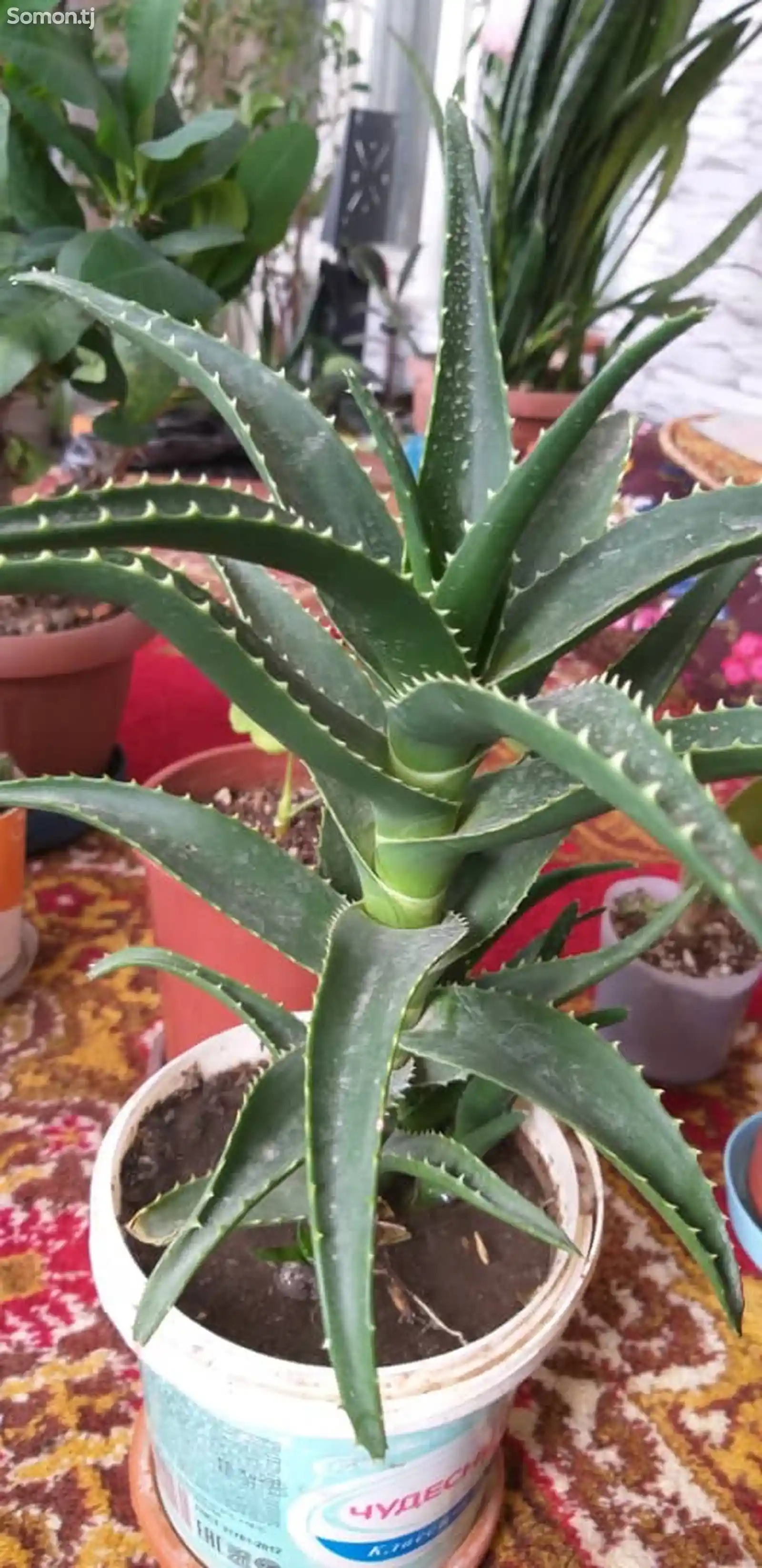 Растение Aloe Vera