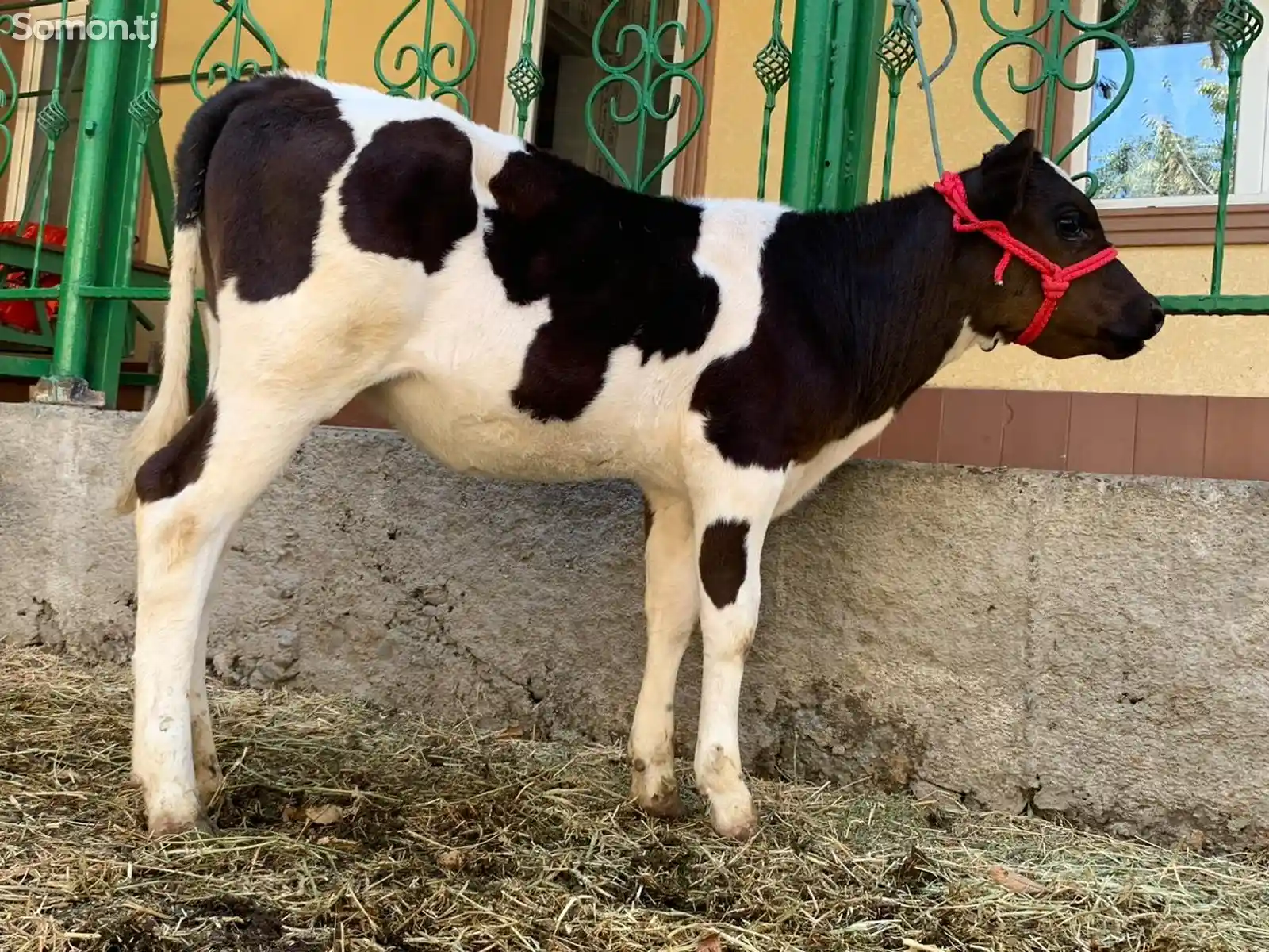Корова-6