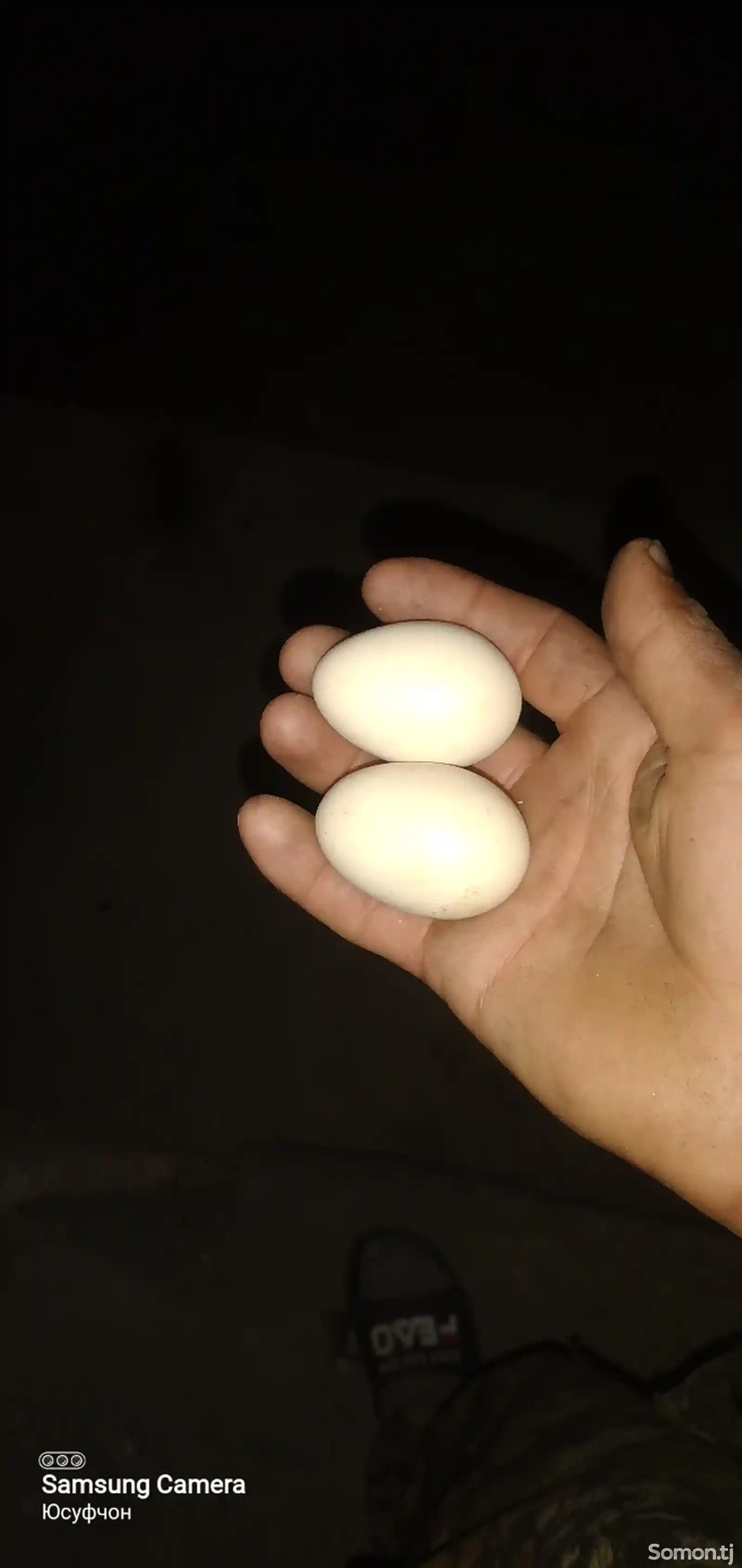 Яйца для инкубации японской породы-1