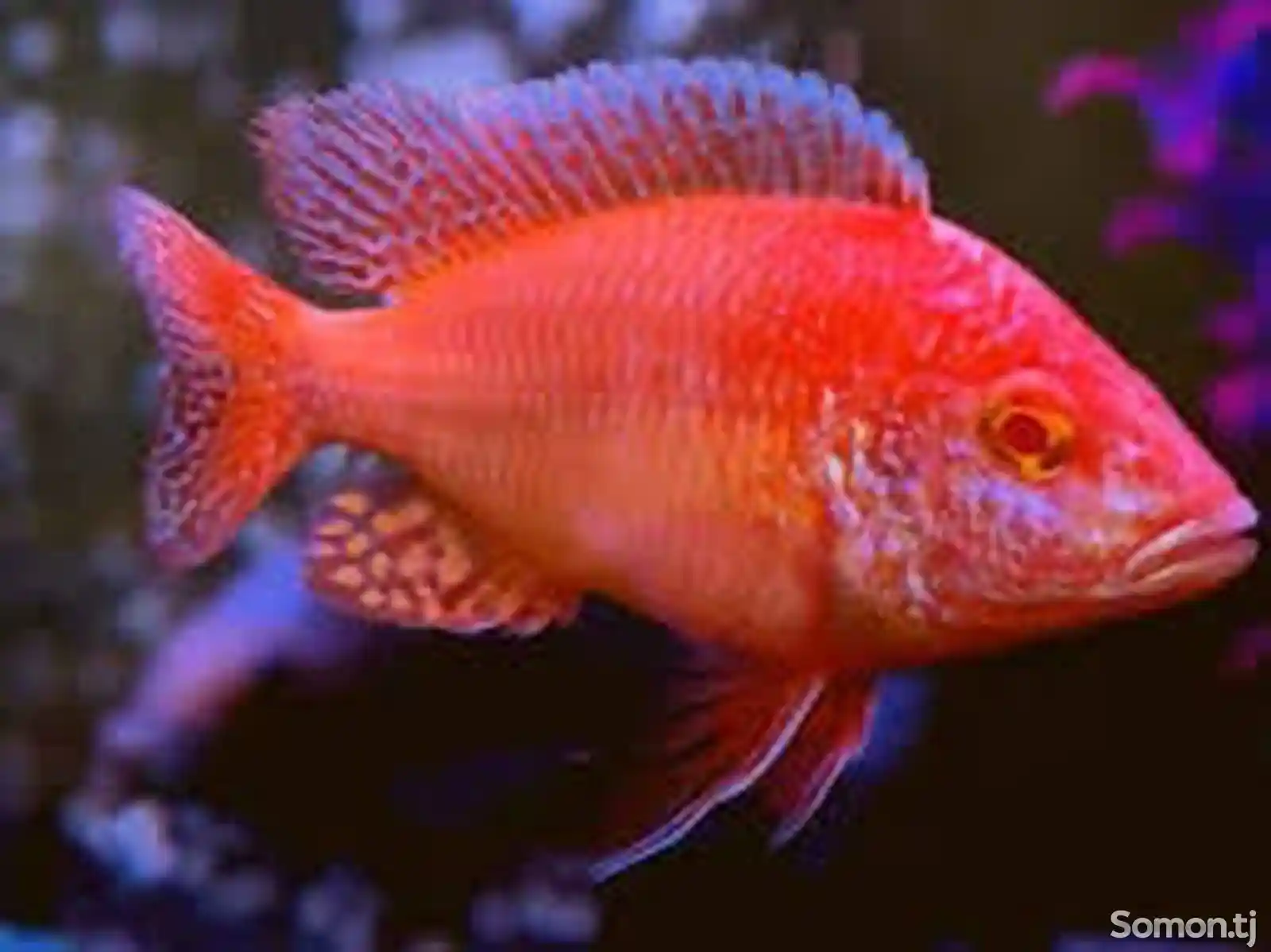 Рыба Aulonocara Firefish Albino-4