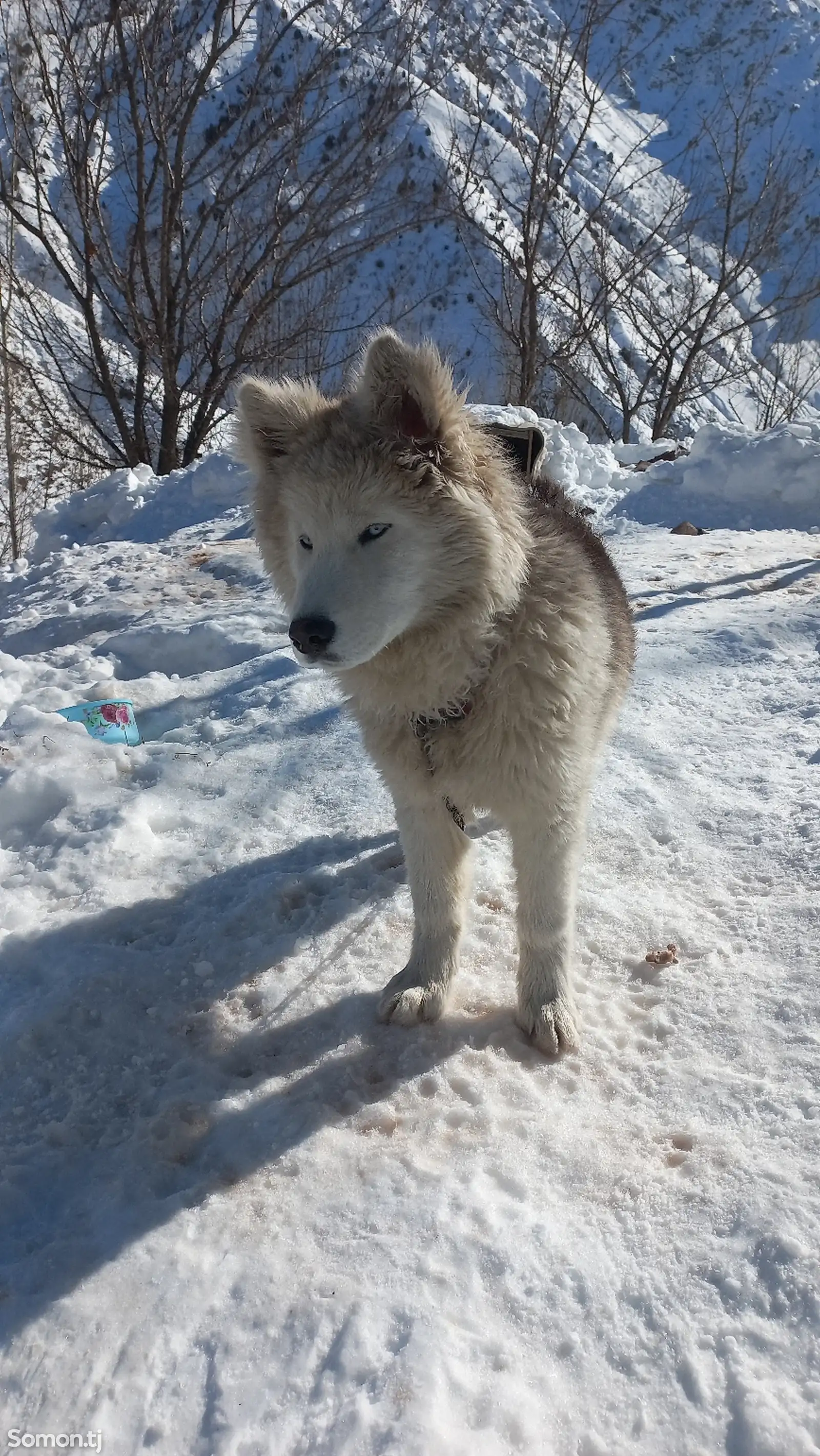 Собака Хаски-1