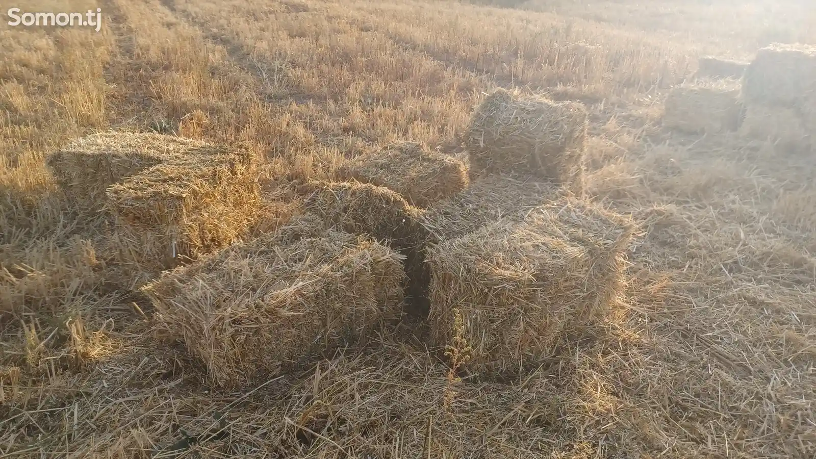 Прессованное сено-1