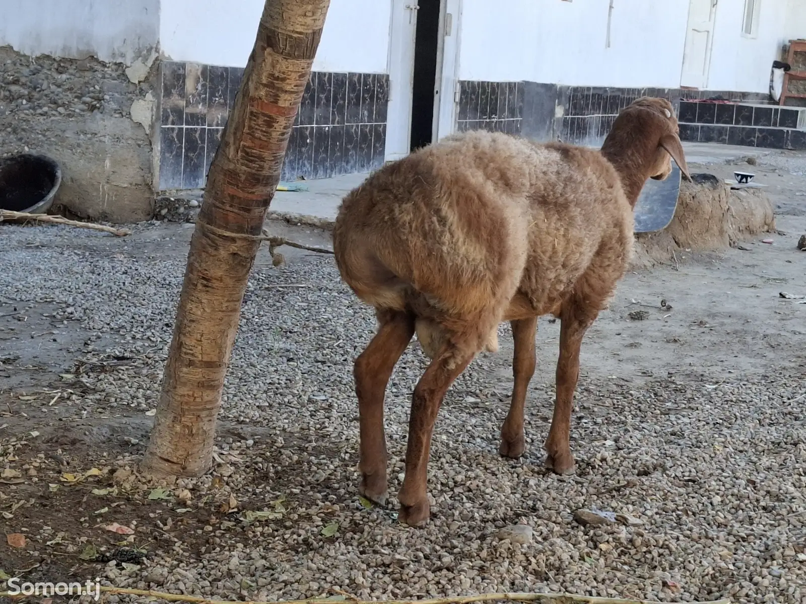 Гусфанди кушкор-1