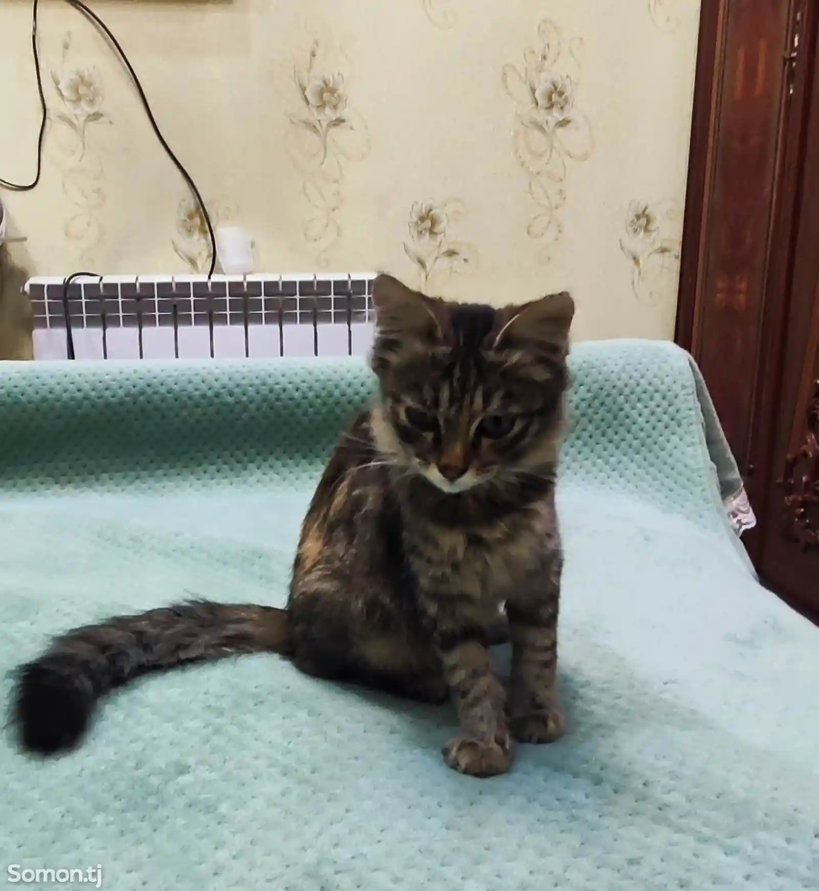 Котёнок-2