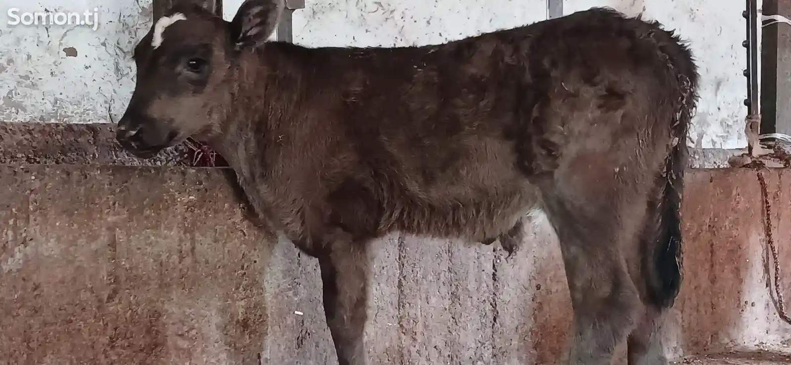 Гусолаи букачаи ширхур мархамат-5