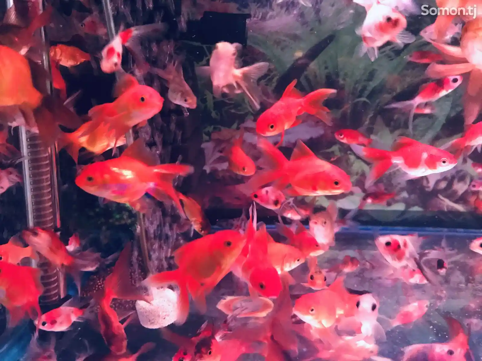 Рыбы Red Oranda Goldfish-1