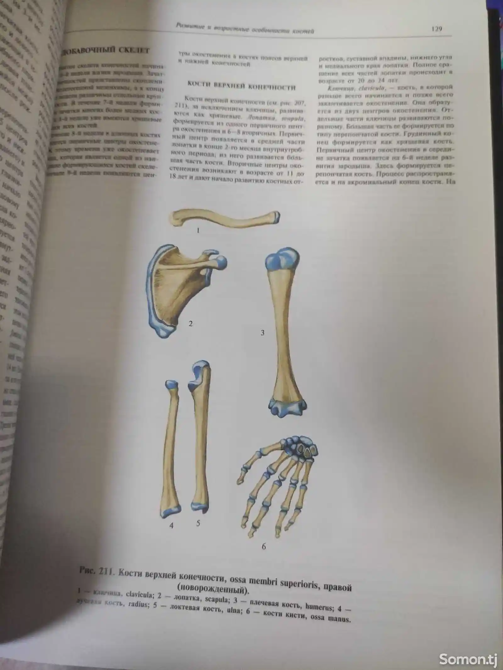 Книга -Анатомия человека-3