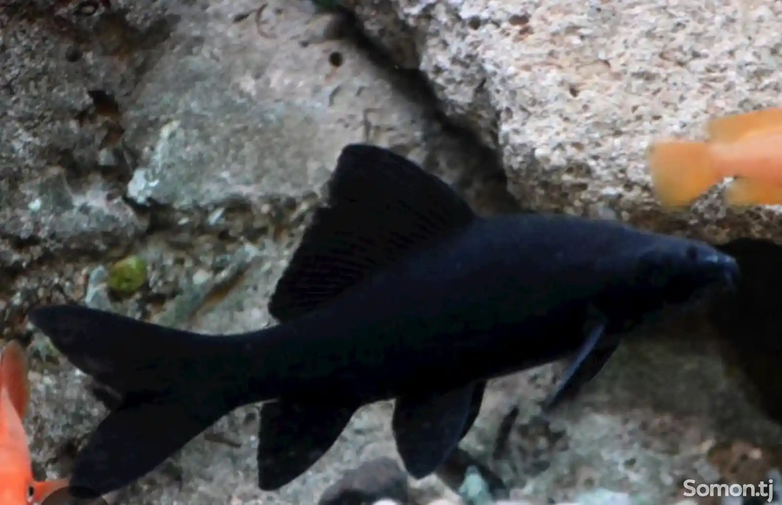 Рыбка Лабео-1