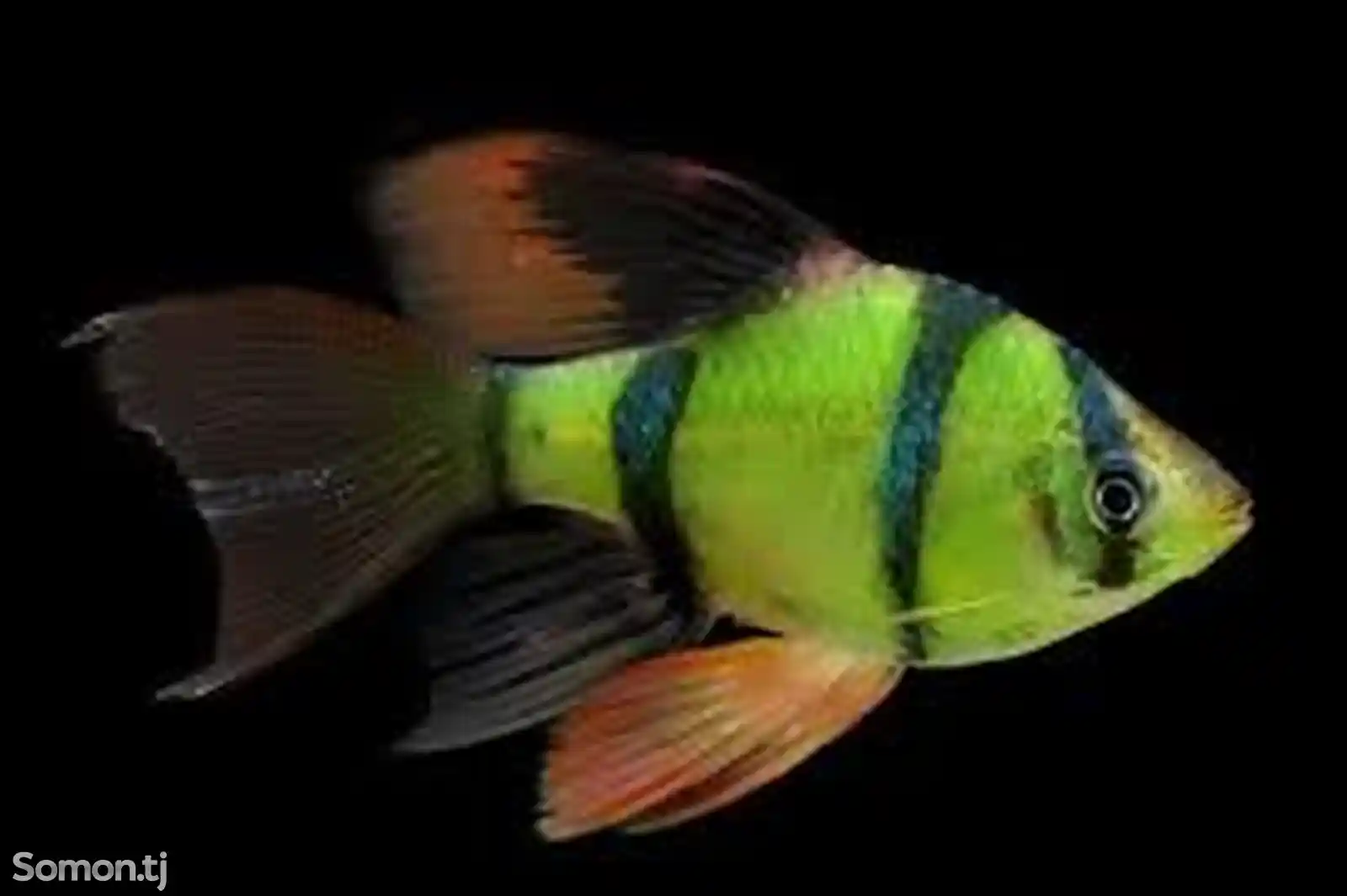 Барбус GloFish вуалевые-3