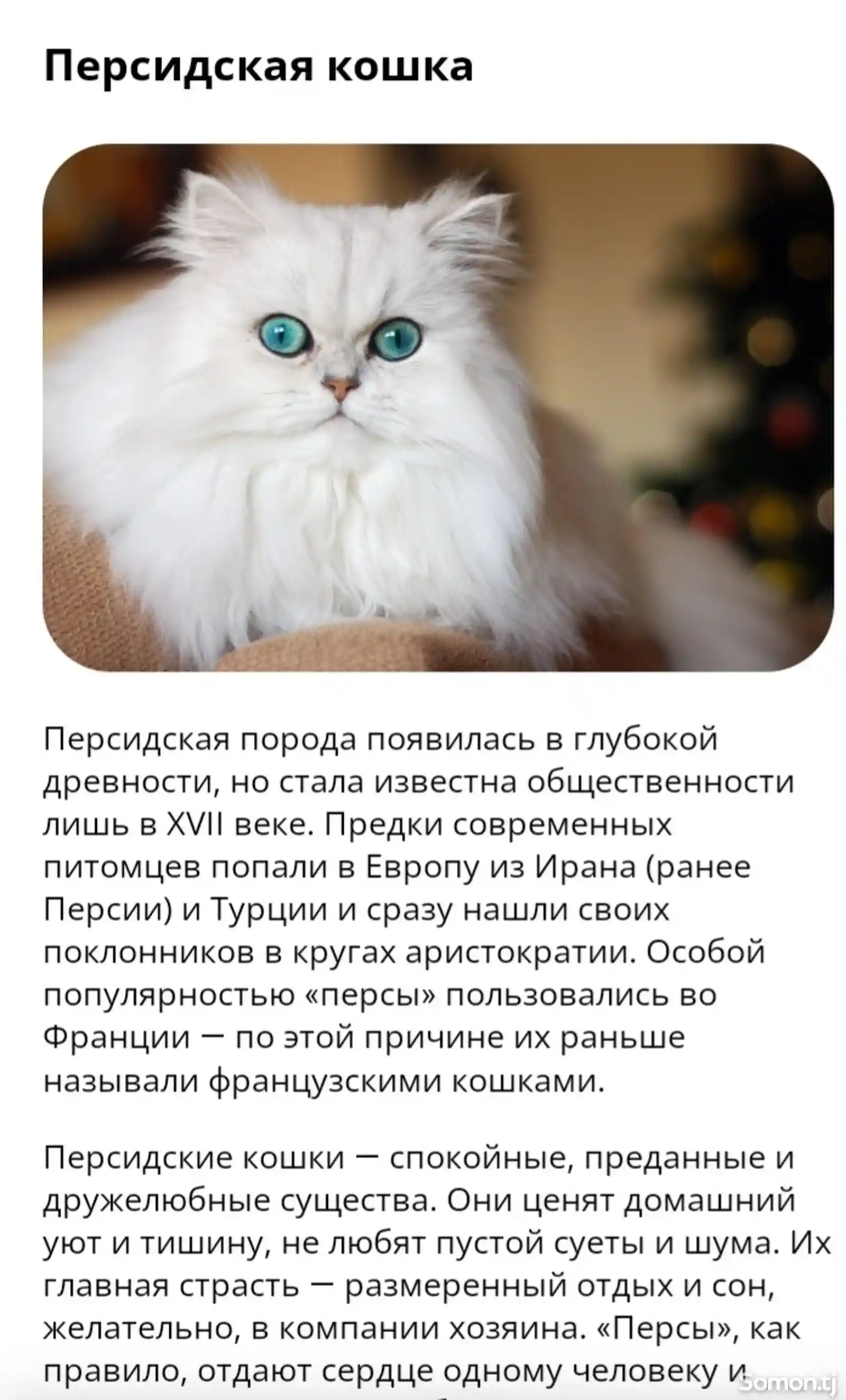 Кошка персидской породы-4