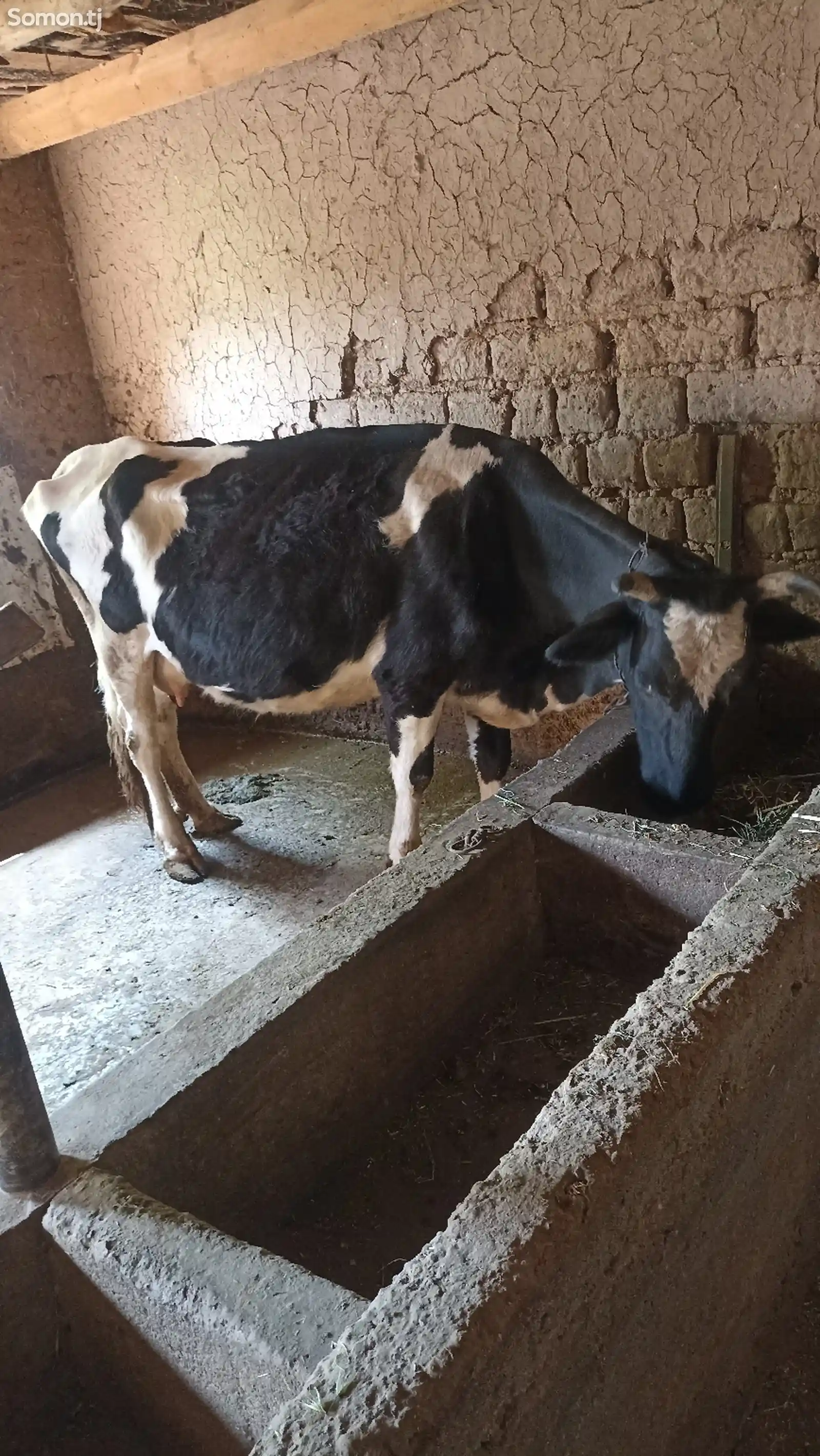 Корова черно-пестрая-5