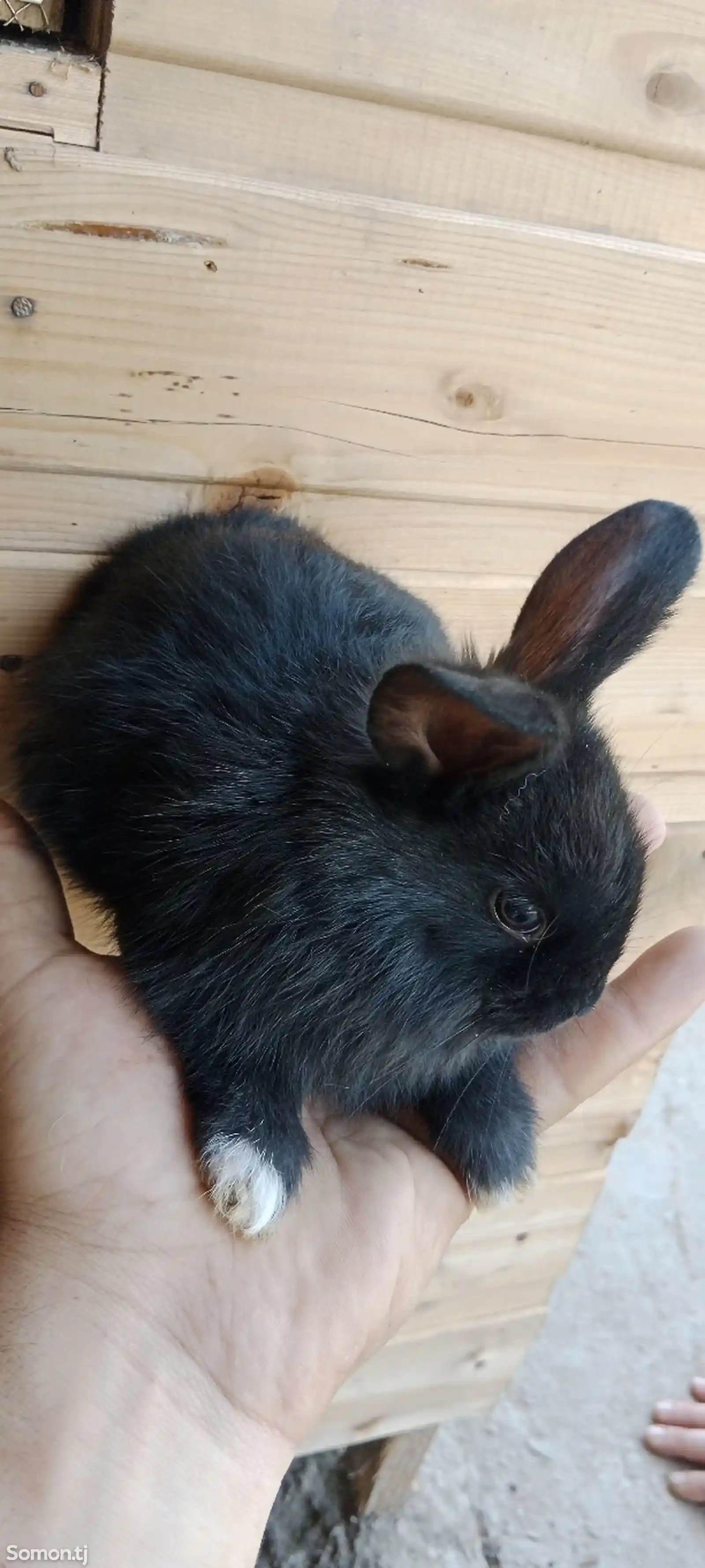 Кролик-5