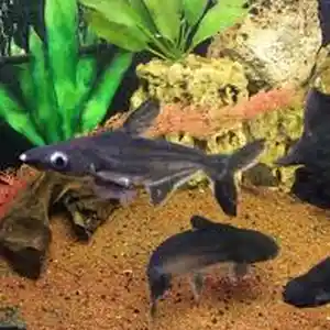 Акулий сом пангасиус