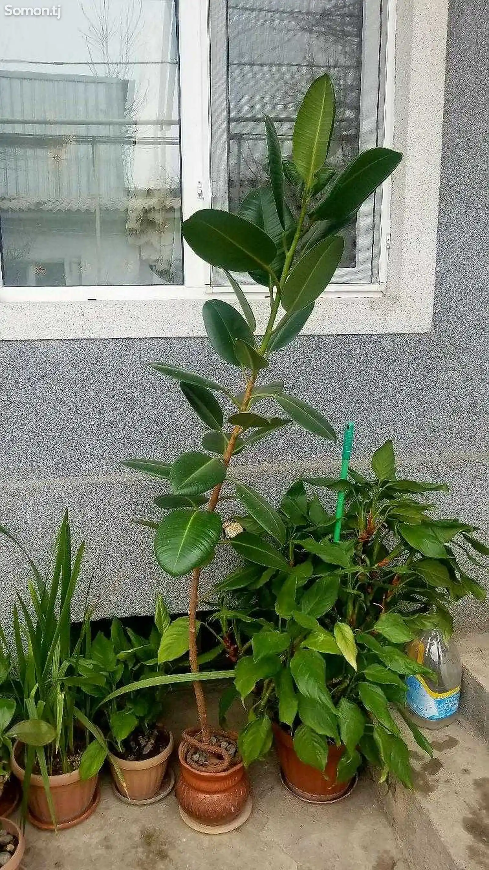Растение Спатифиллум-2