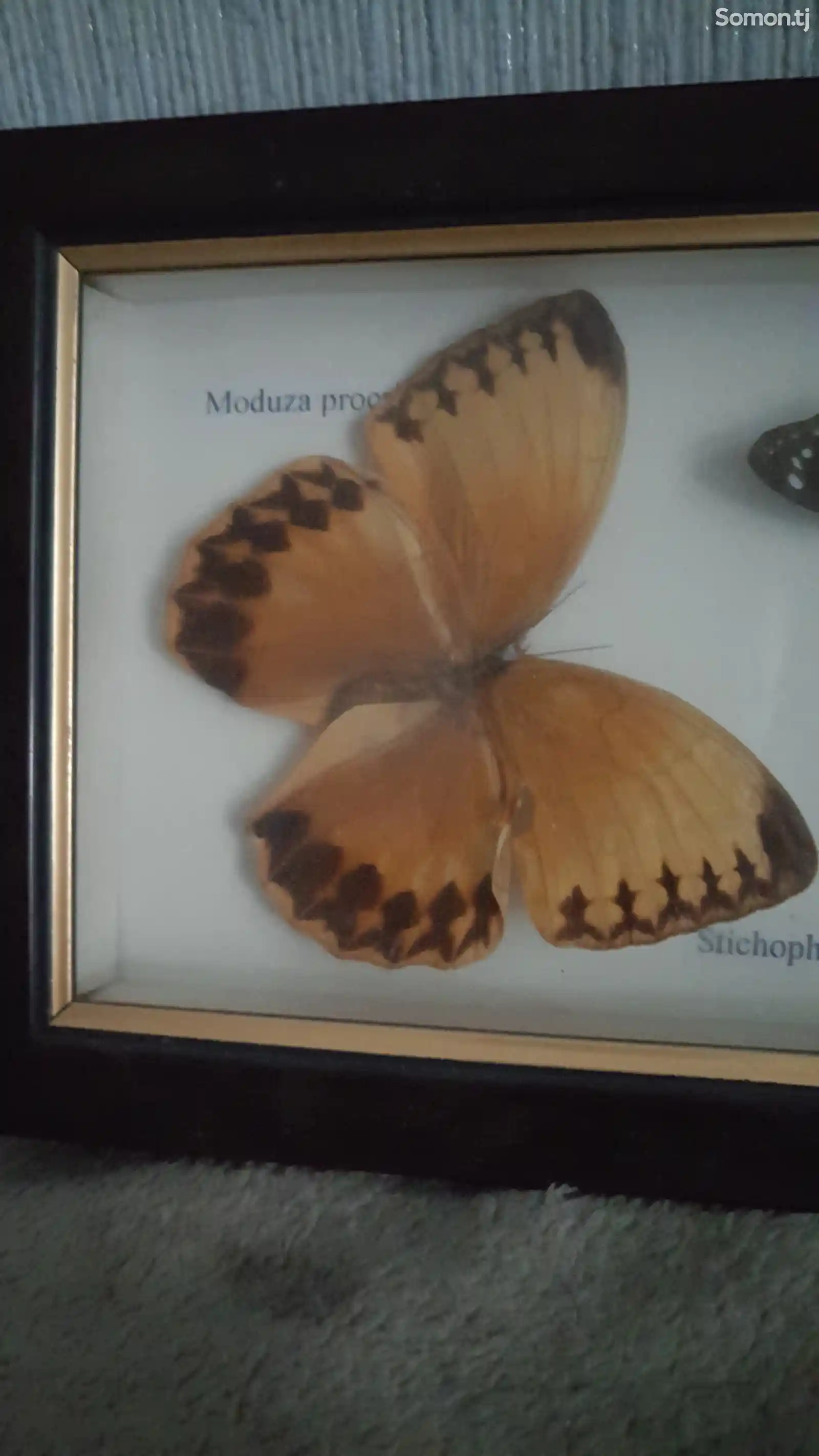 Бабочки в рамке-2
