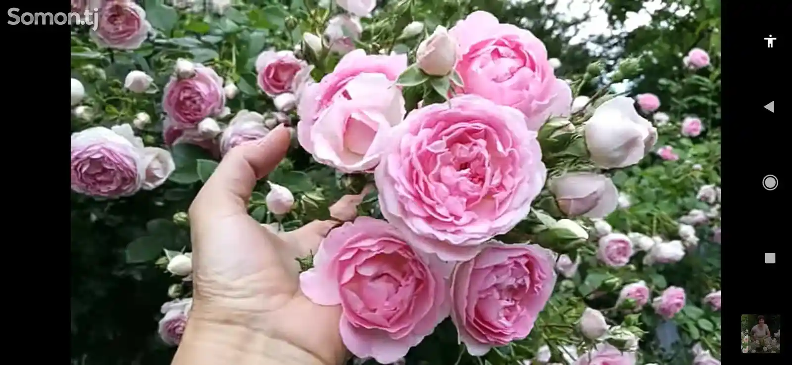 Роза жасмина плетистая-5