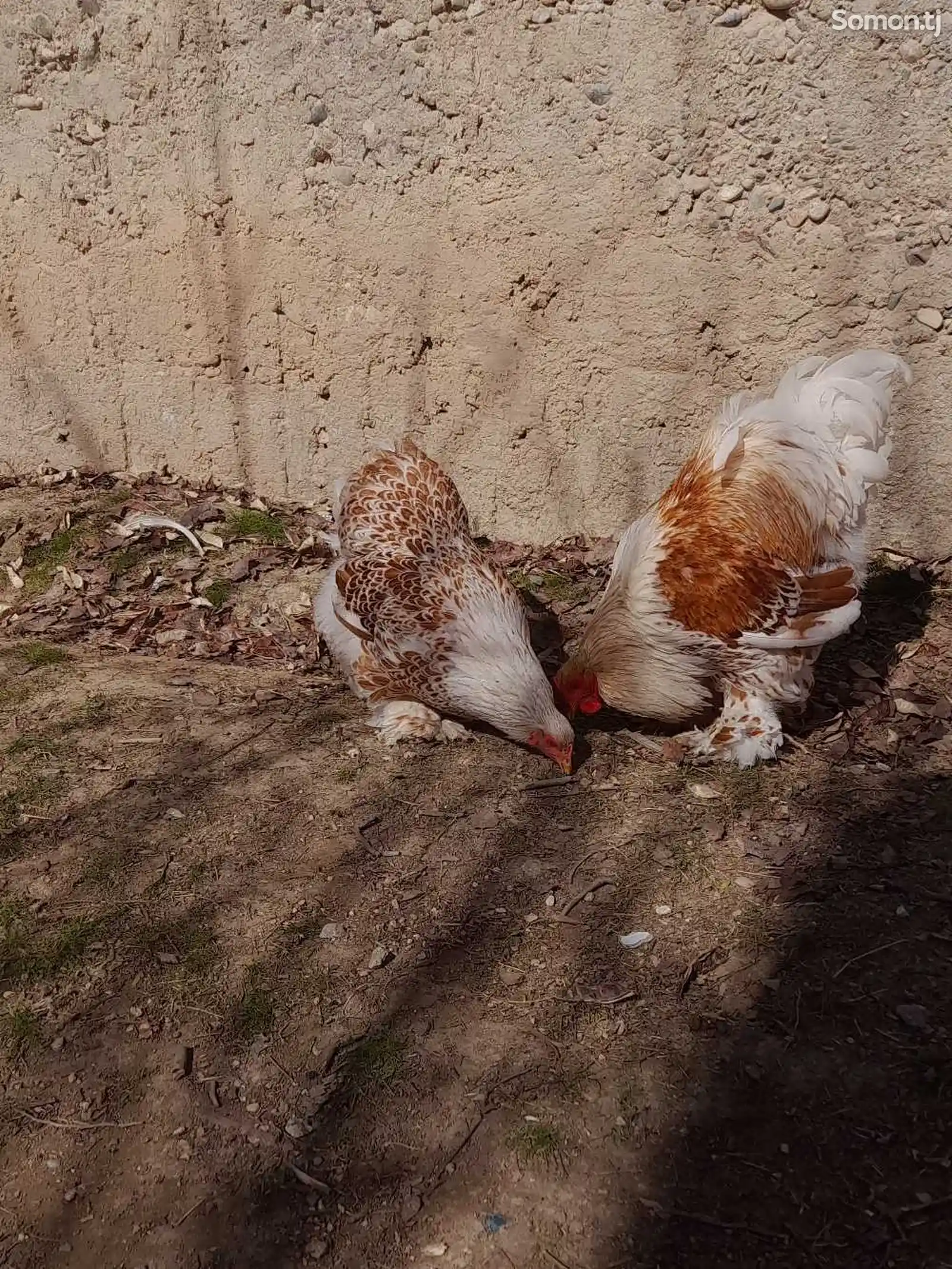 Яйца курицы породы белое золото-3