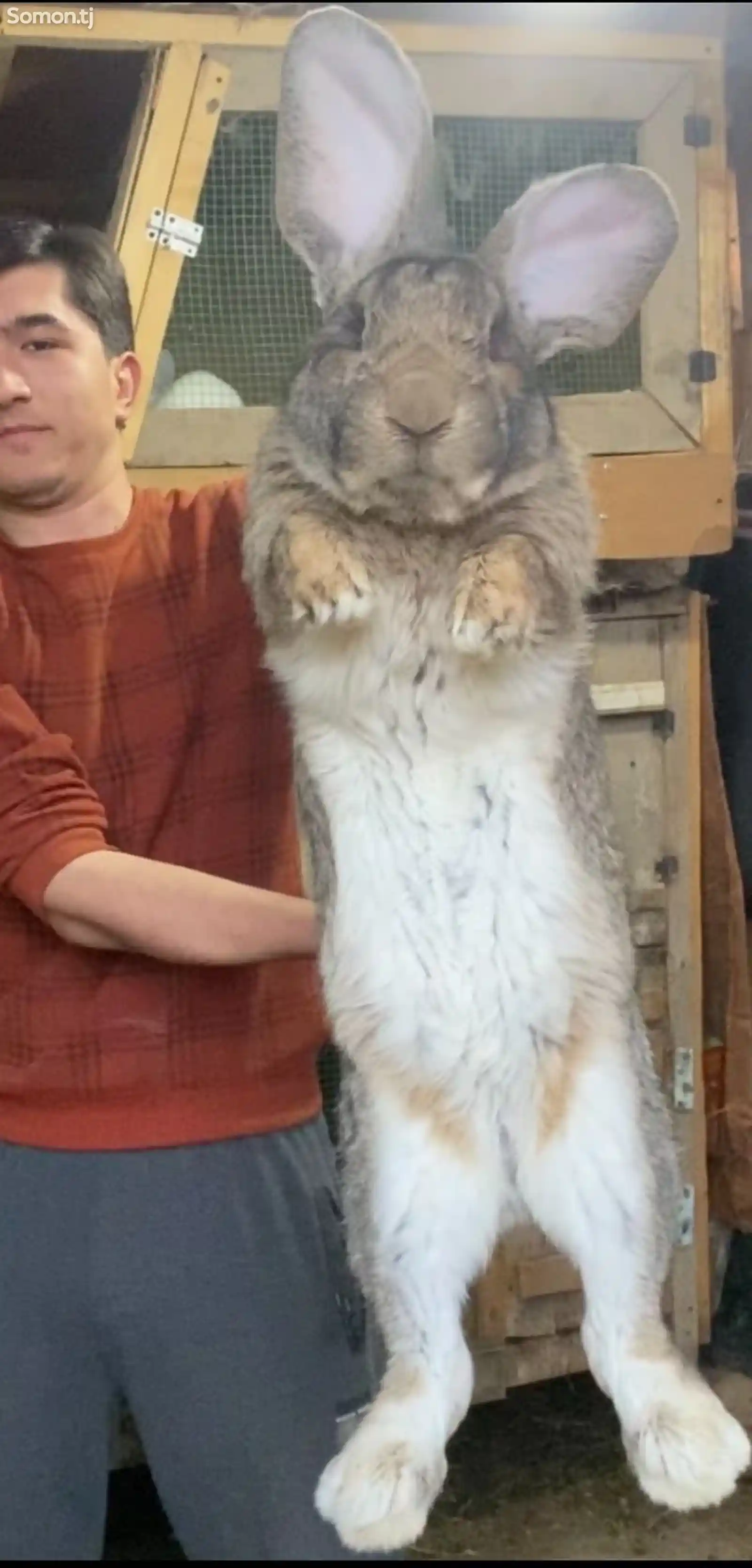 Кролик бельгийский великан Фландр-4