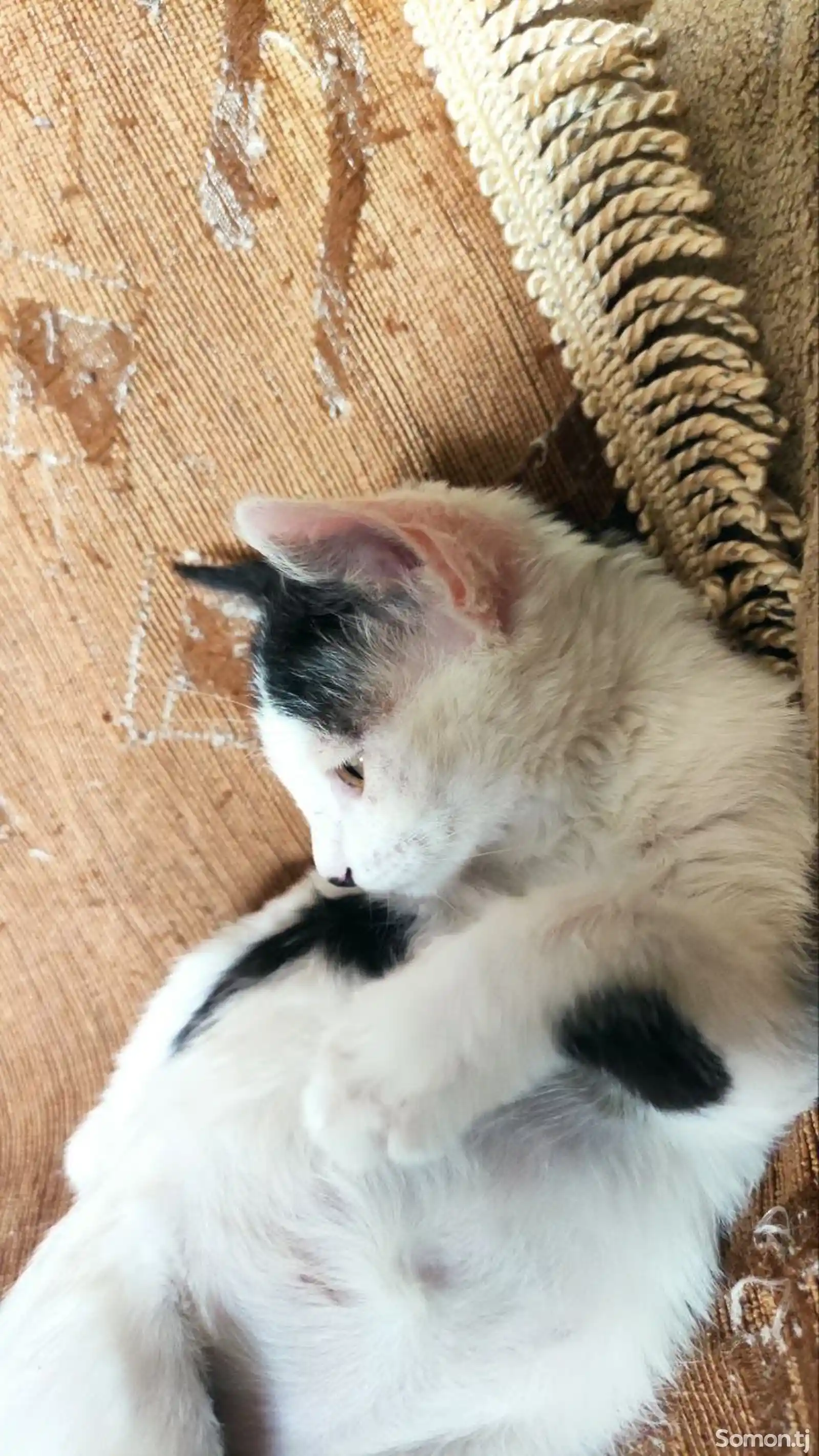 Кошечка и котенок-3