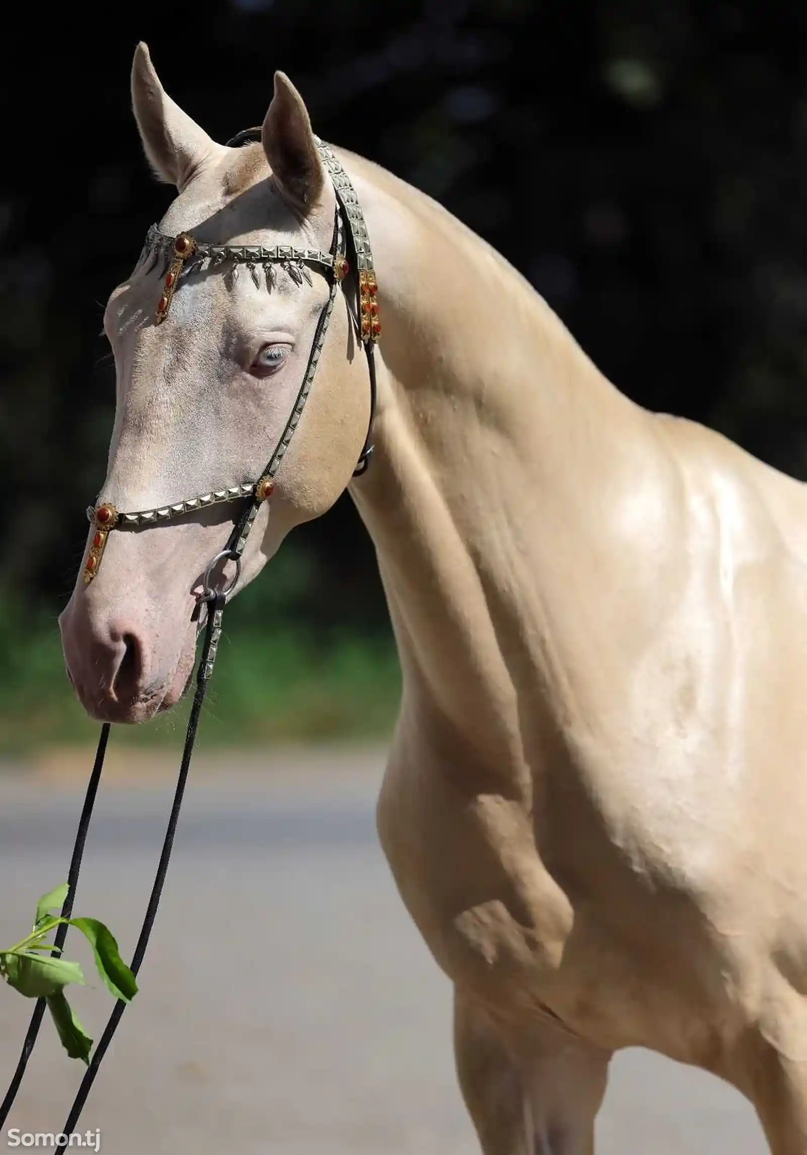 Ахалтекинская лошадь-3