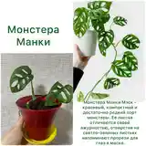 Монстера Манки-2