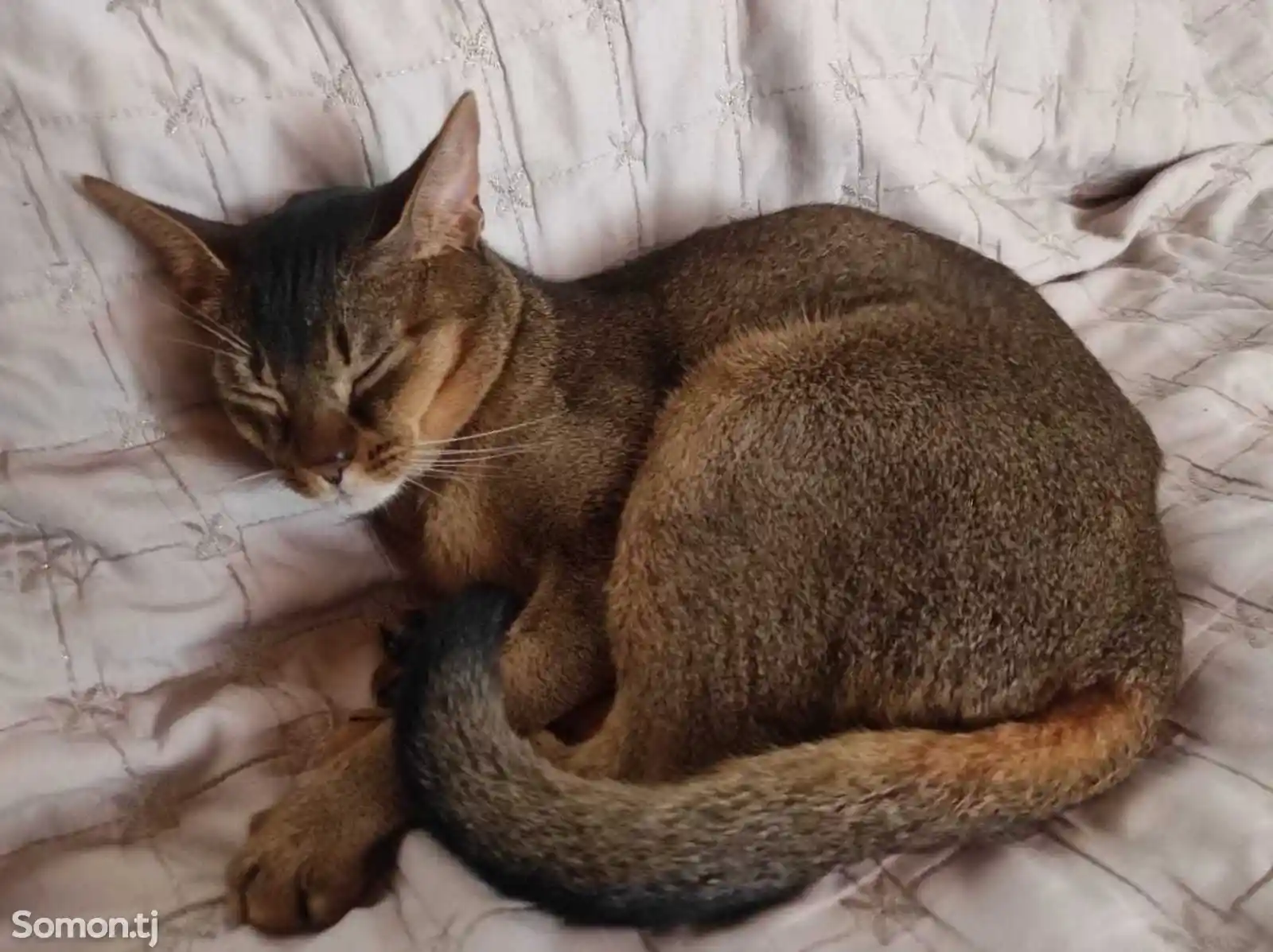 Абиссинская кошка на вязку-2