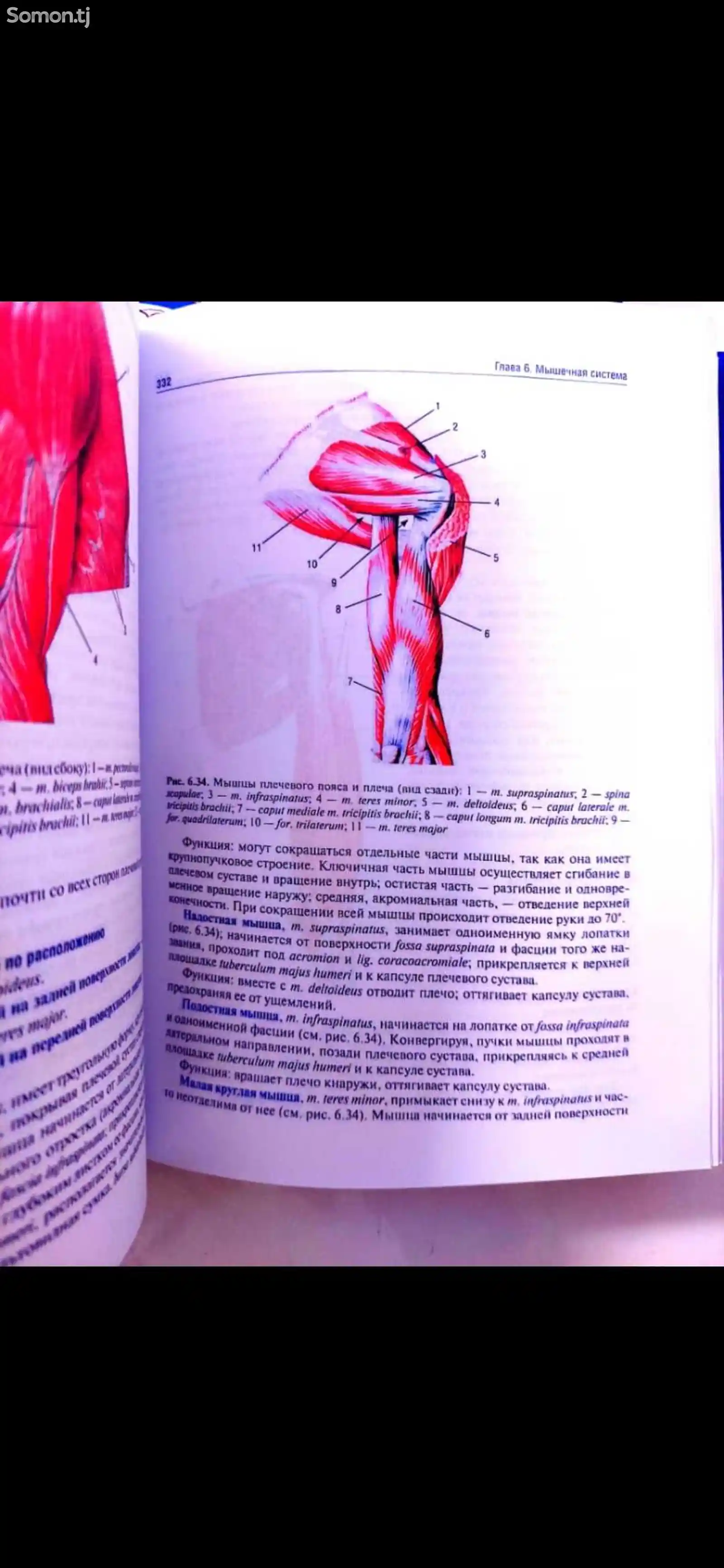Анатомия человека Гайваронский-3