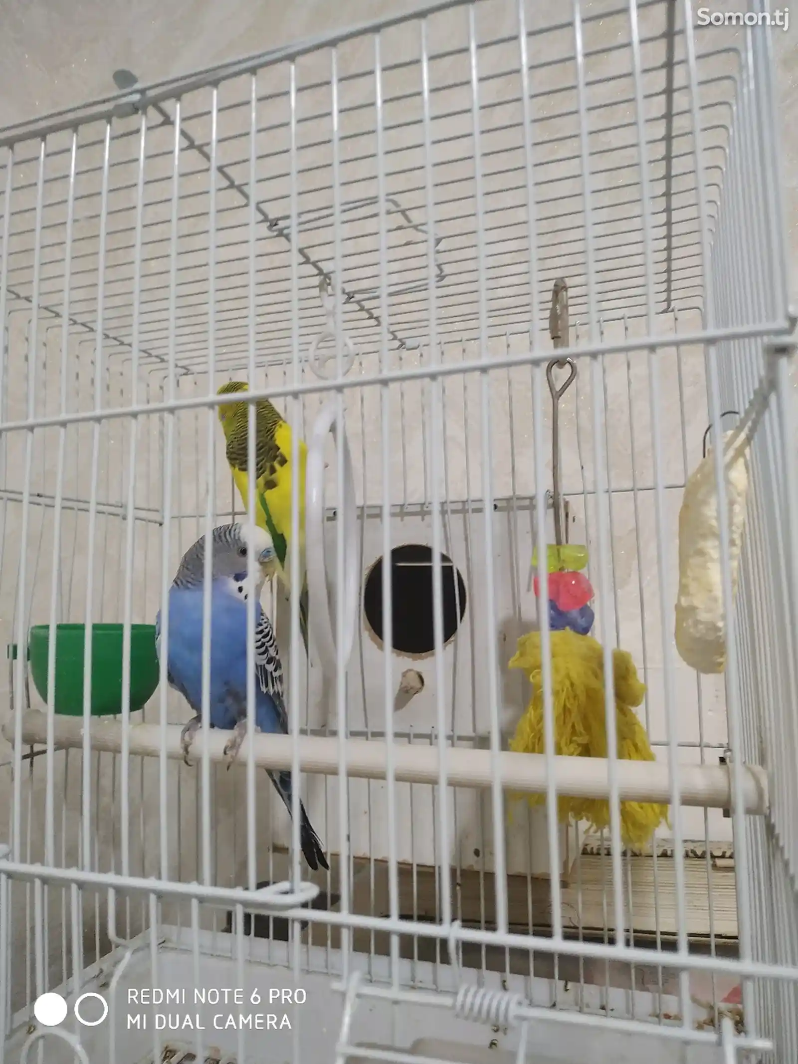 Волнистые попугаи-4
