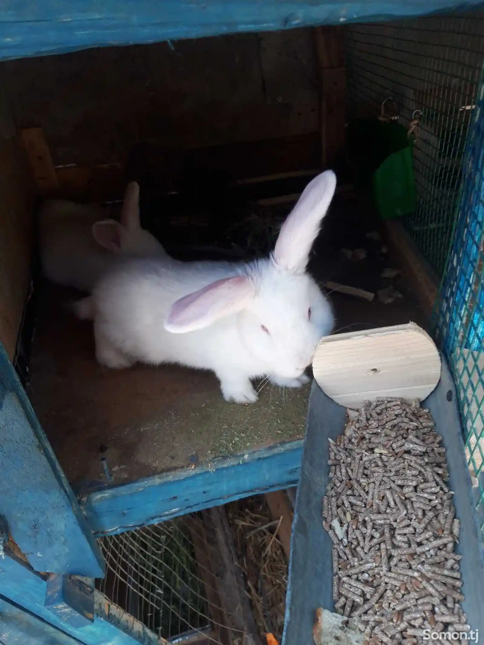 Навезилаский белый Кролик-1
