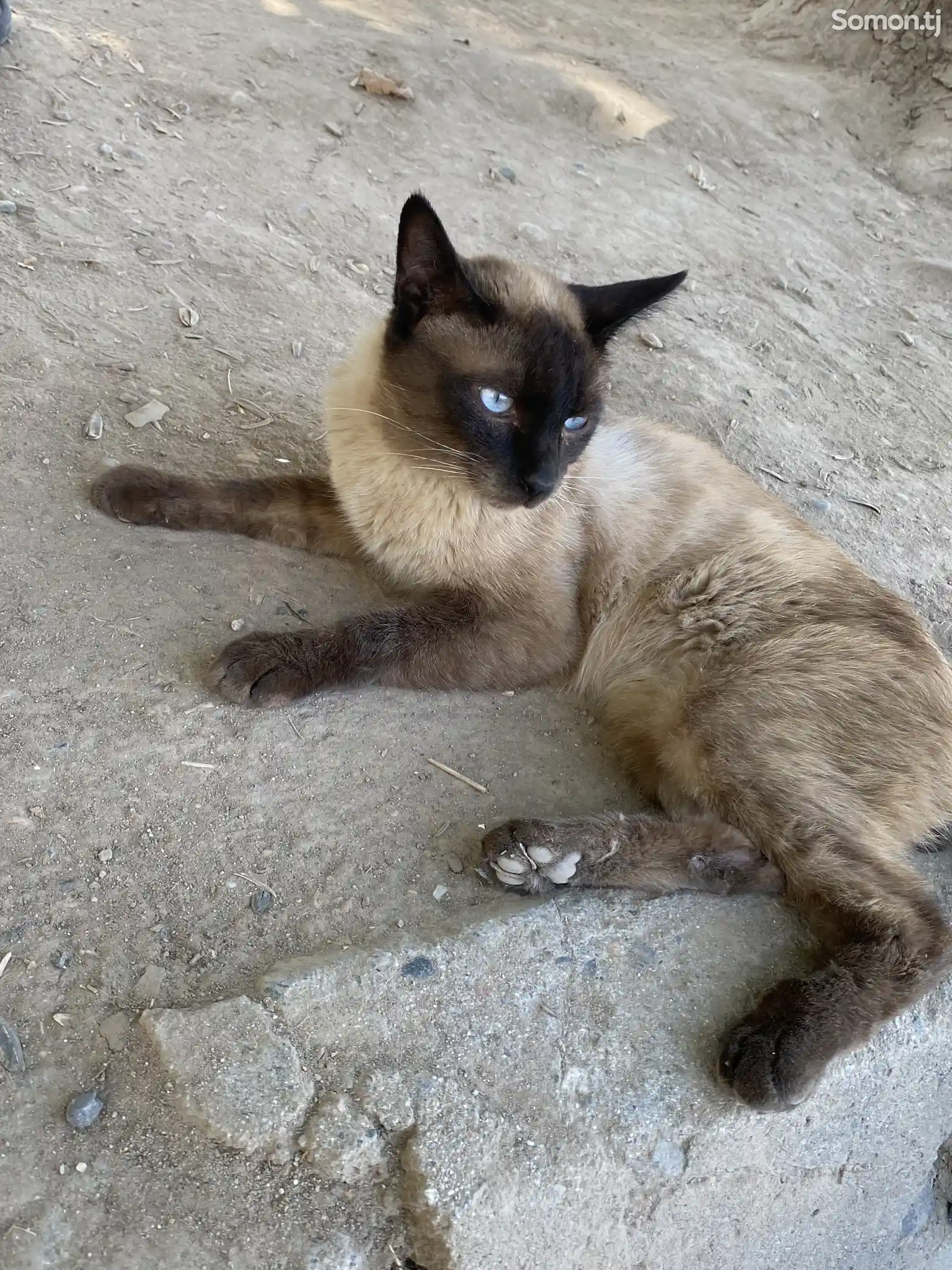 Сиамская кошка-1