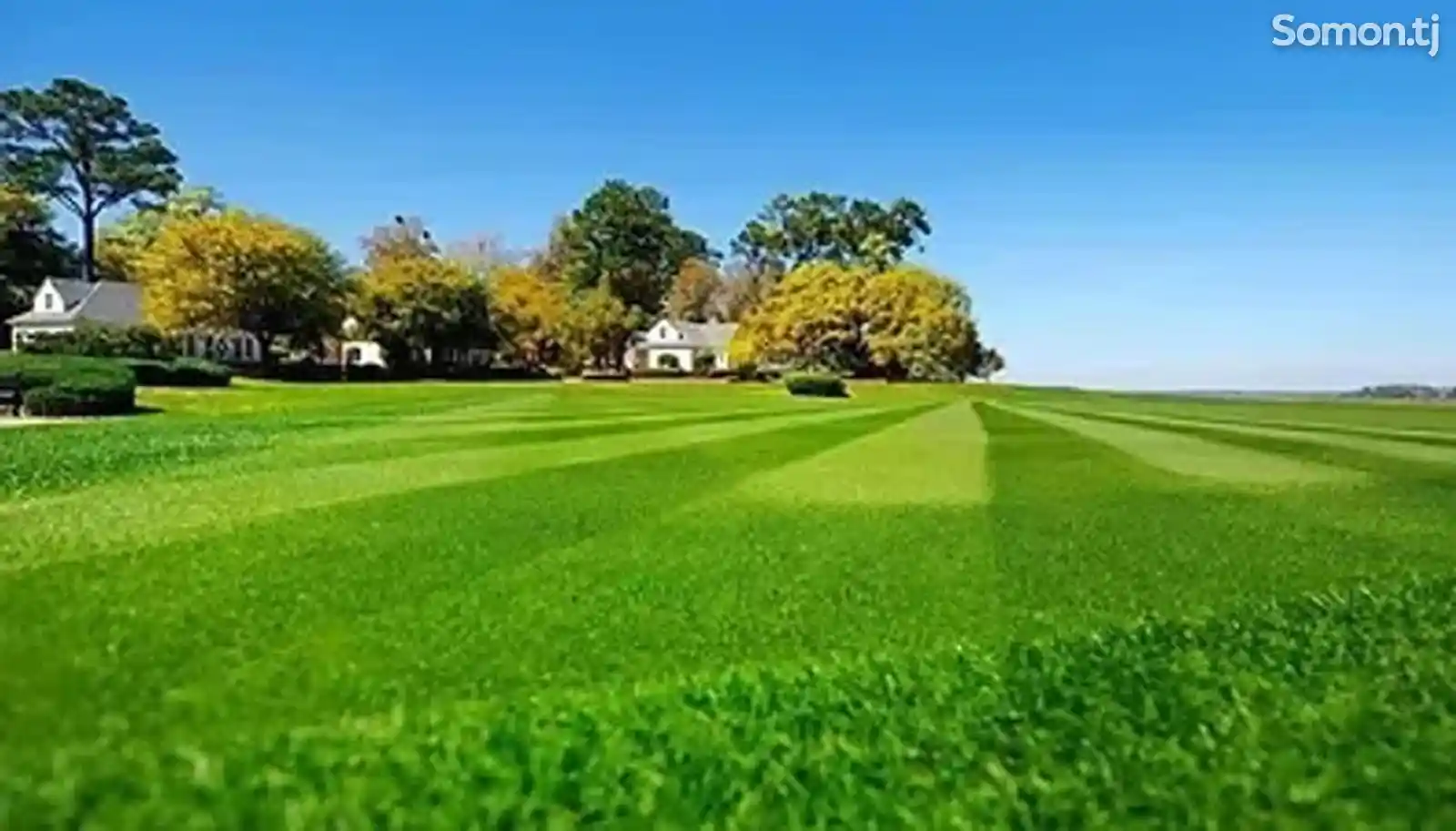 Тухми газон Lawn Art-2