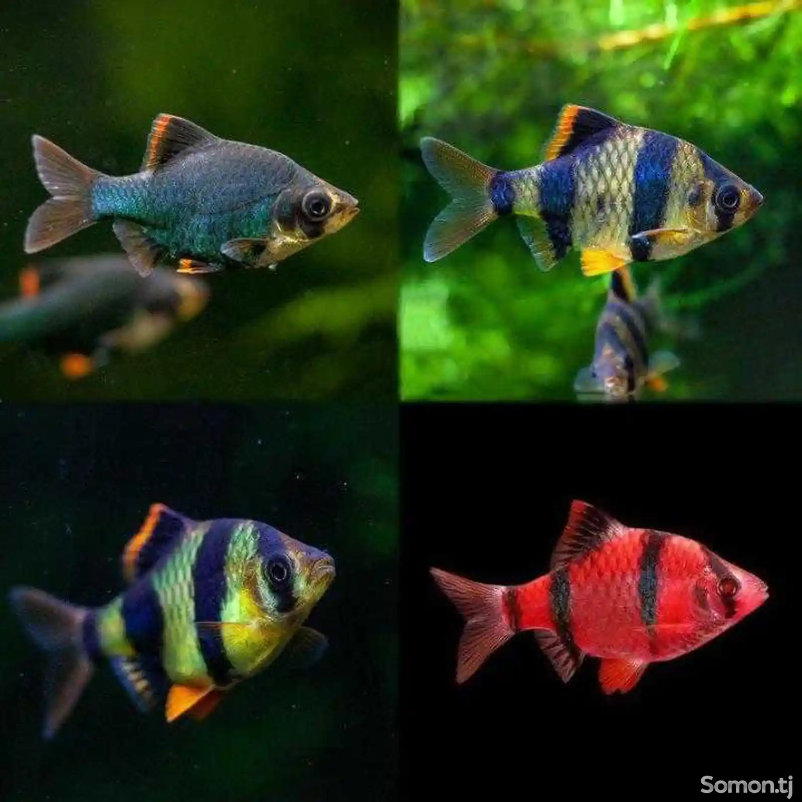 Рыбка Барбус суматранский-3