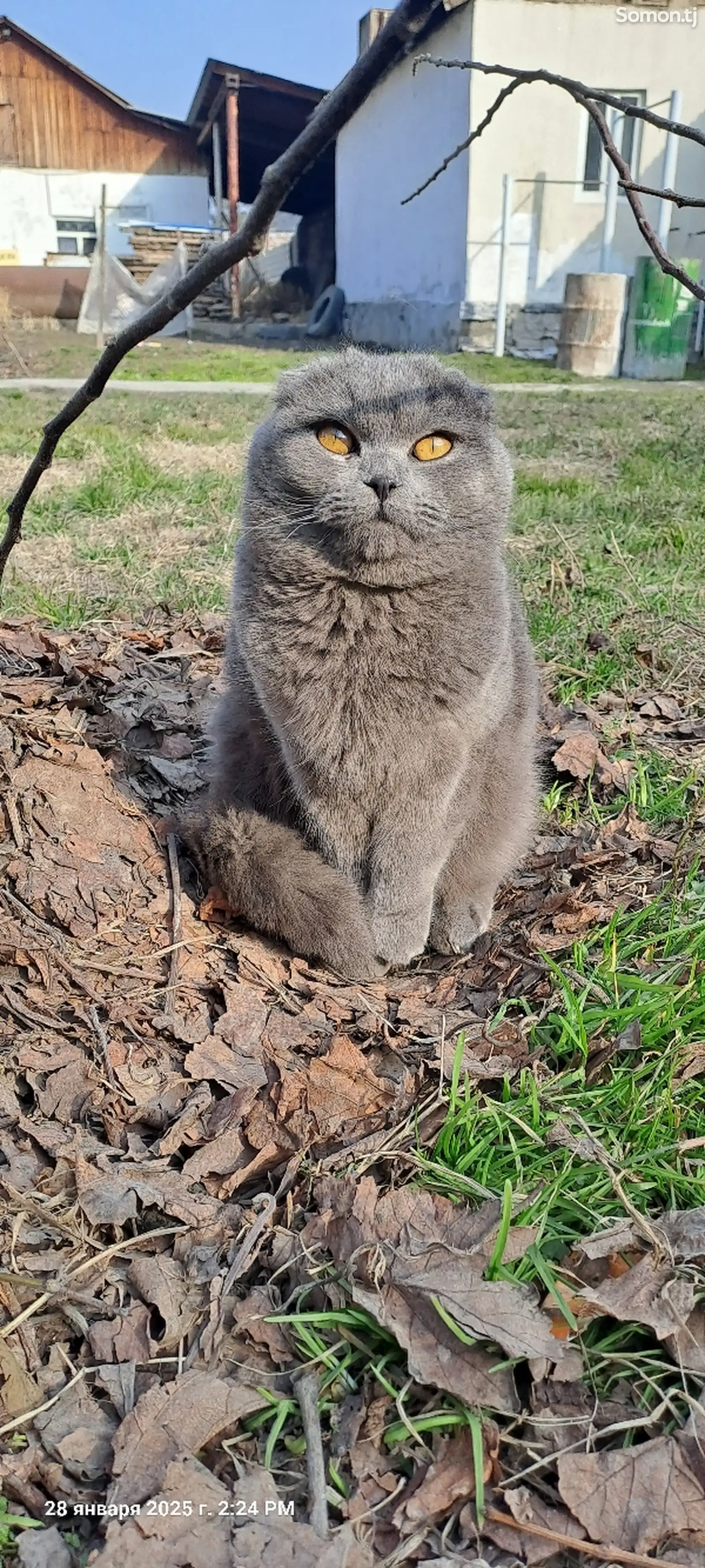 Шотландская кошка-1