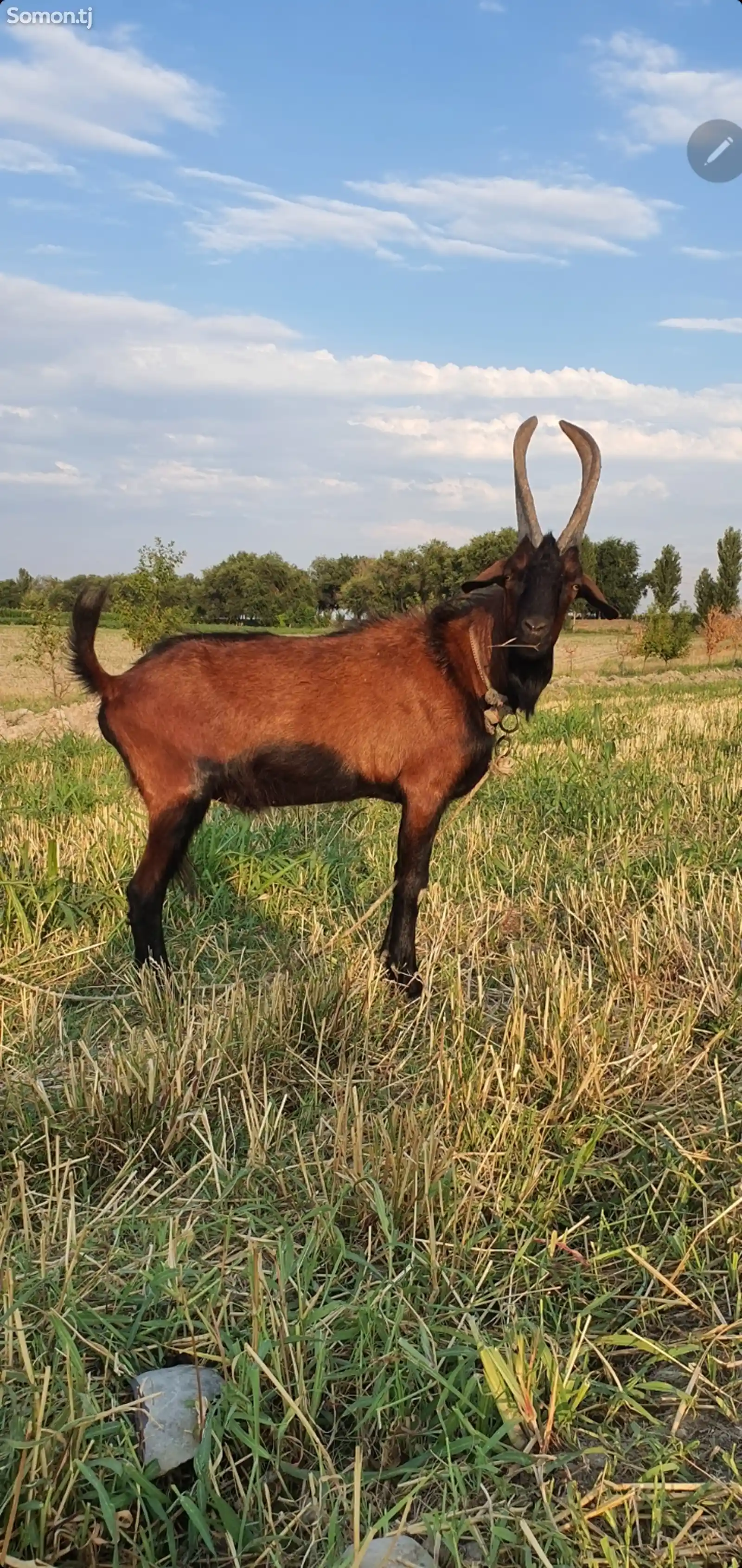 Альпийские козы-2