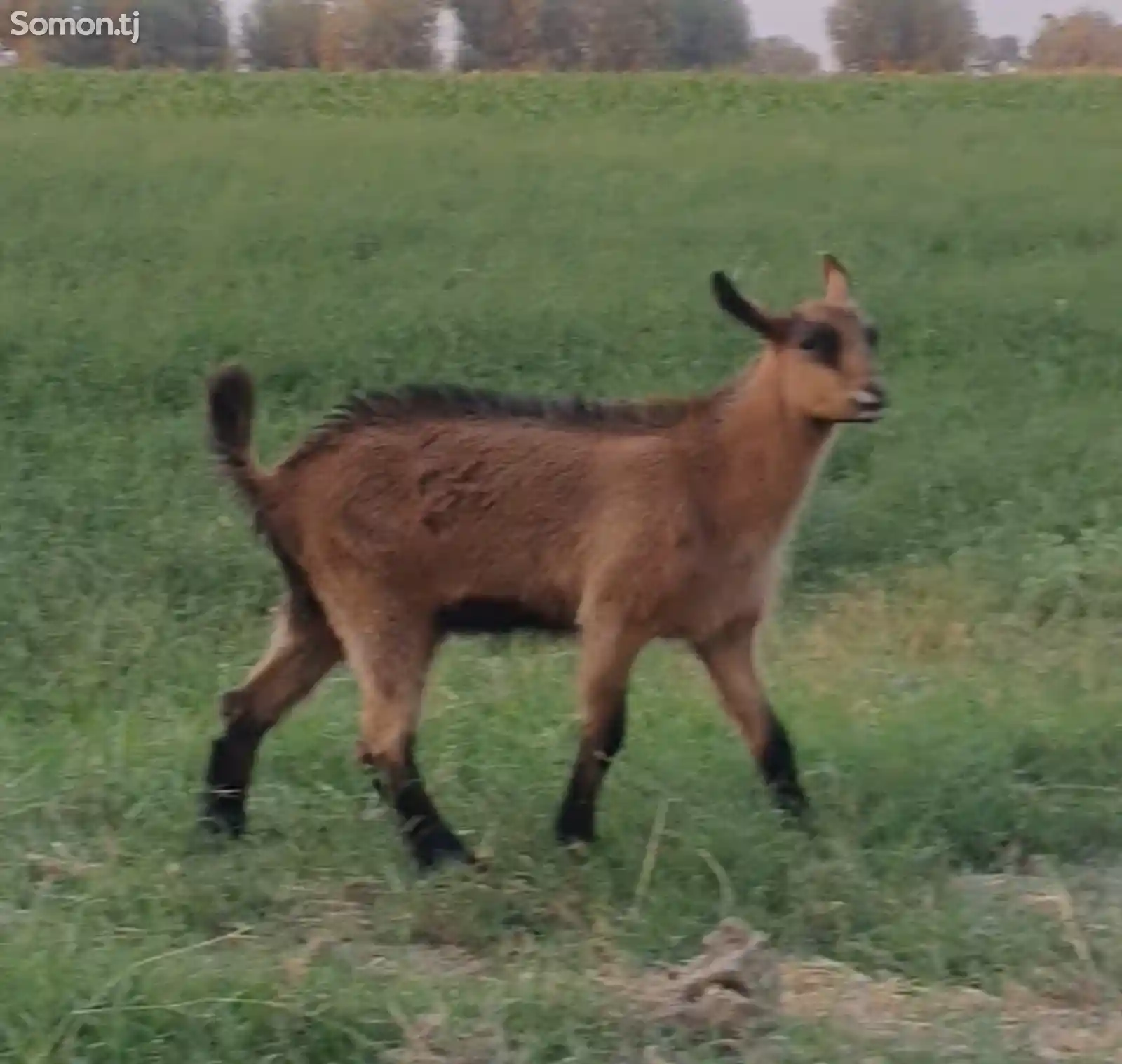 Бузголахои альпийский-6