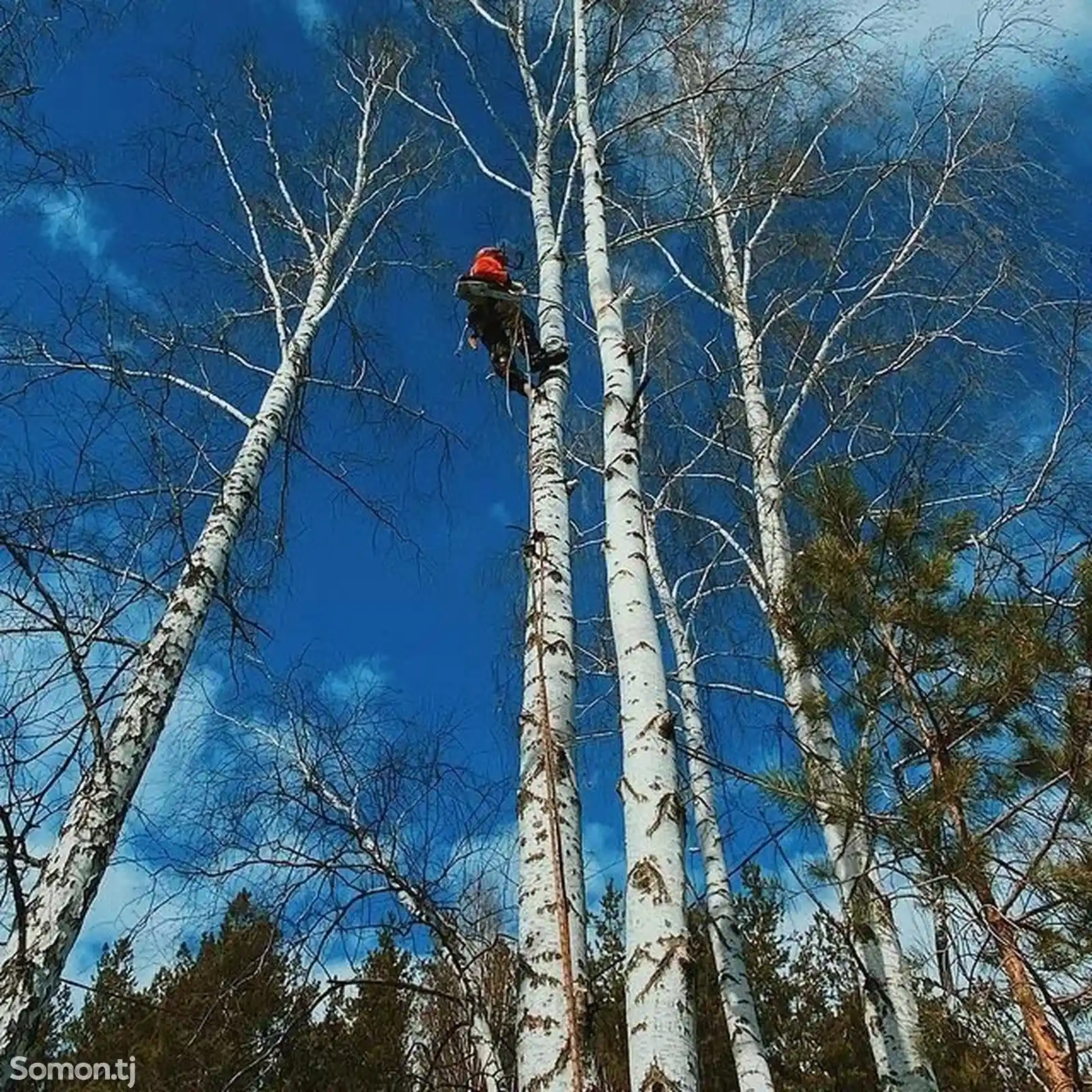 Услуги дровосека-4