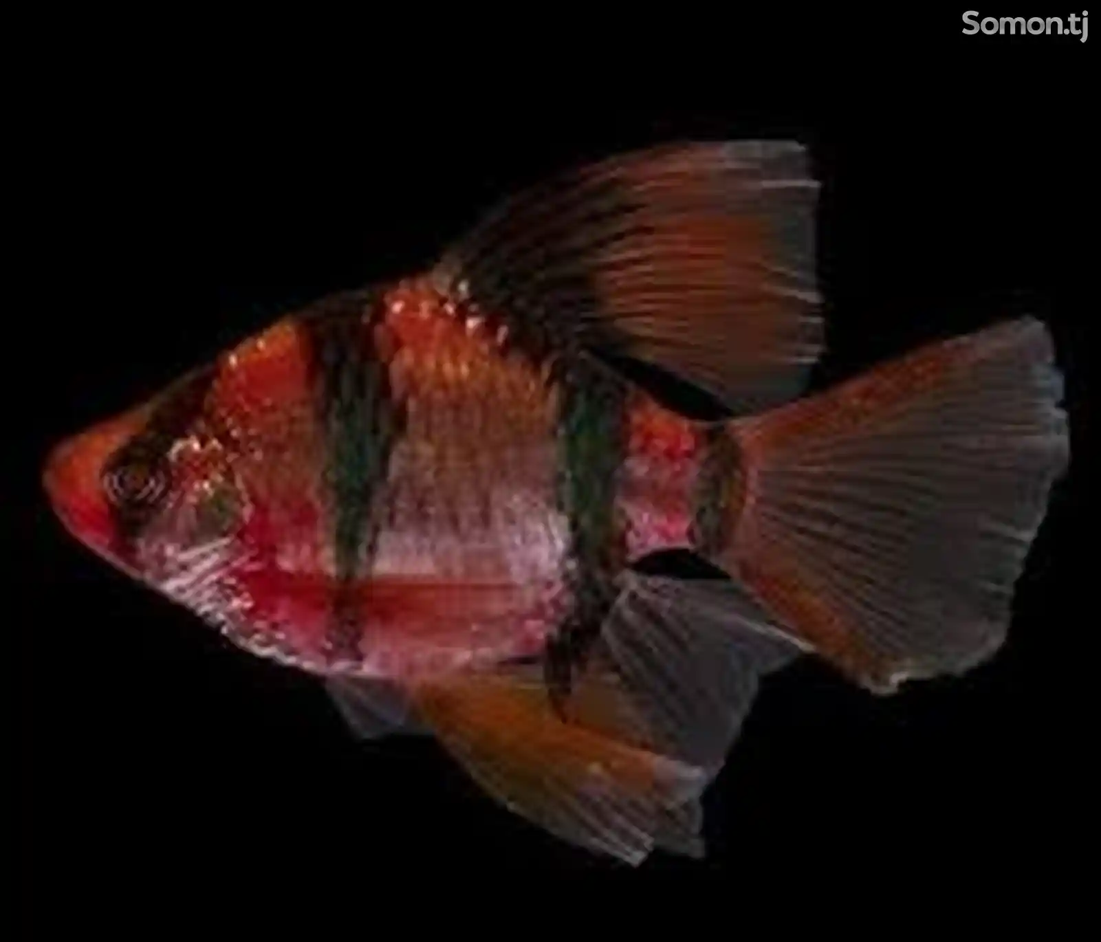 Барбус GloFish вуалевые-2