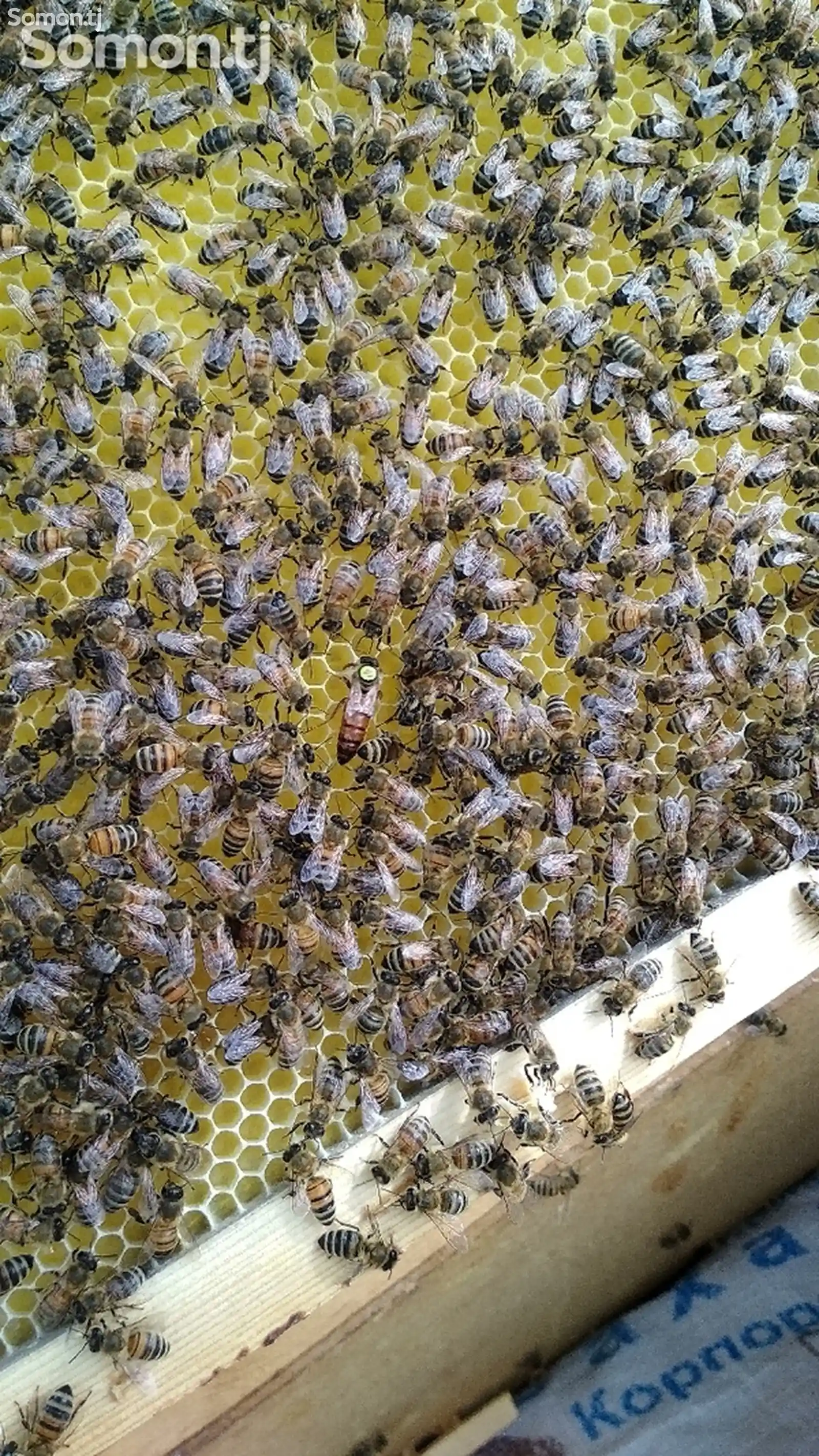 Пчела пакет-1