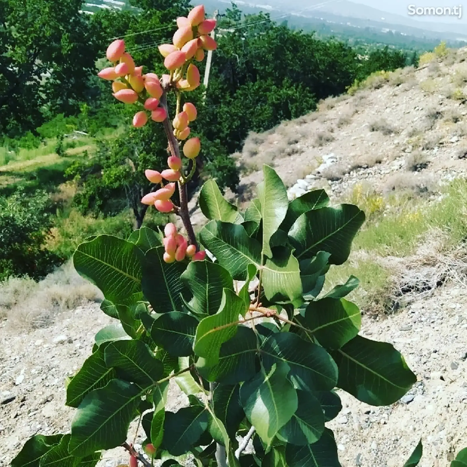 Пистаи Хандони Эронӣ-1