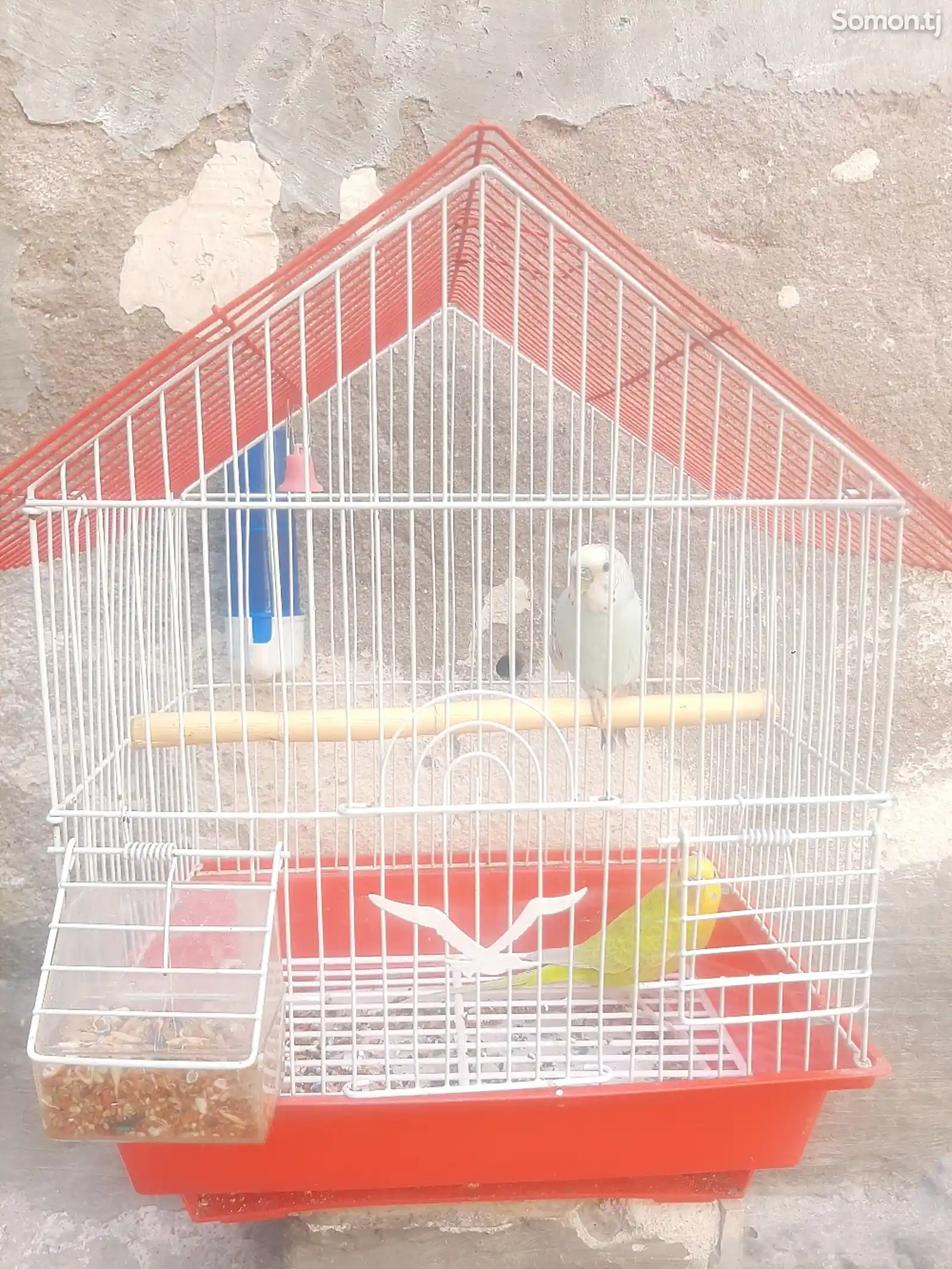 Волнистые попугаи-1